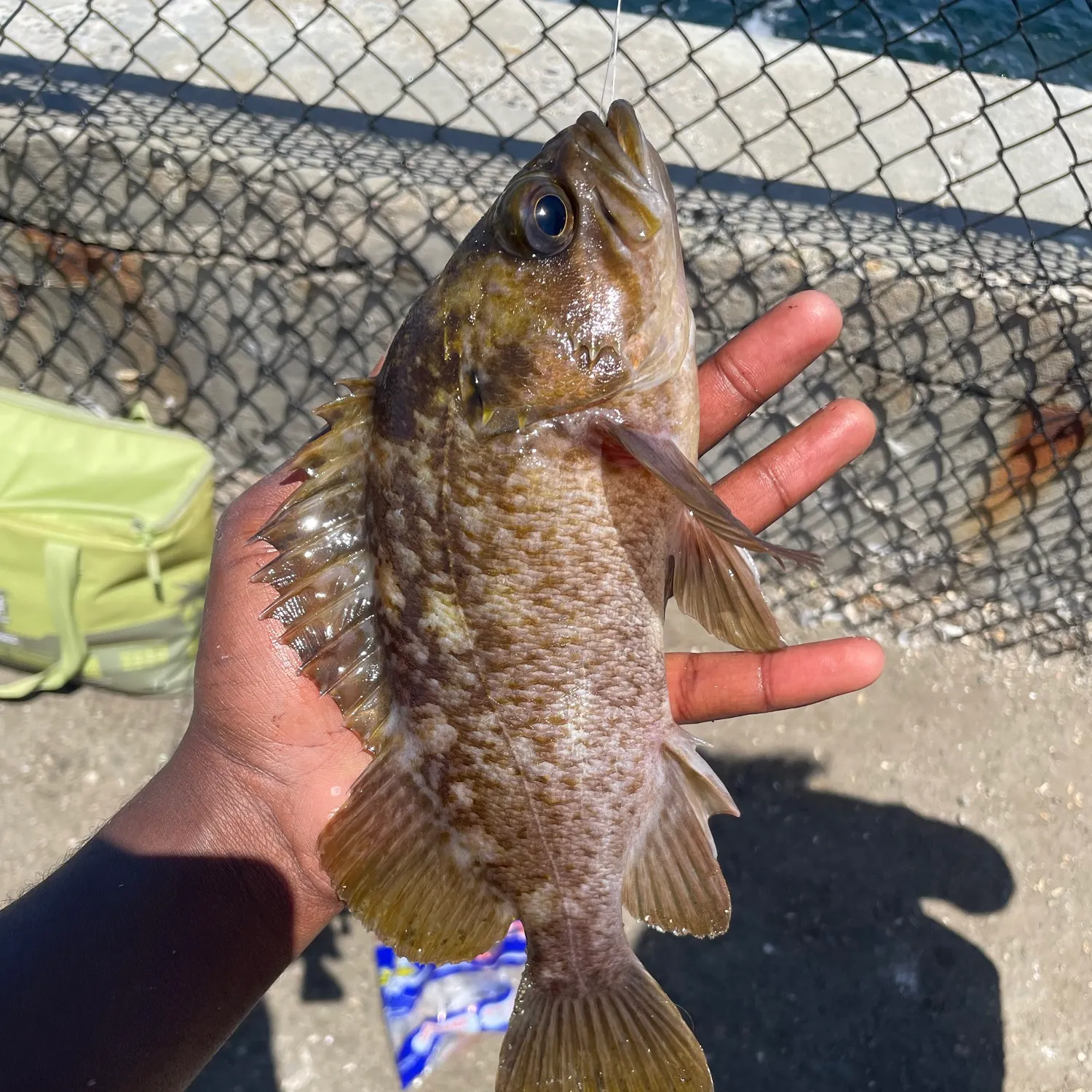 The most recent Kelp rockfish catches on Fishbrain