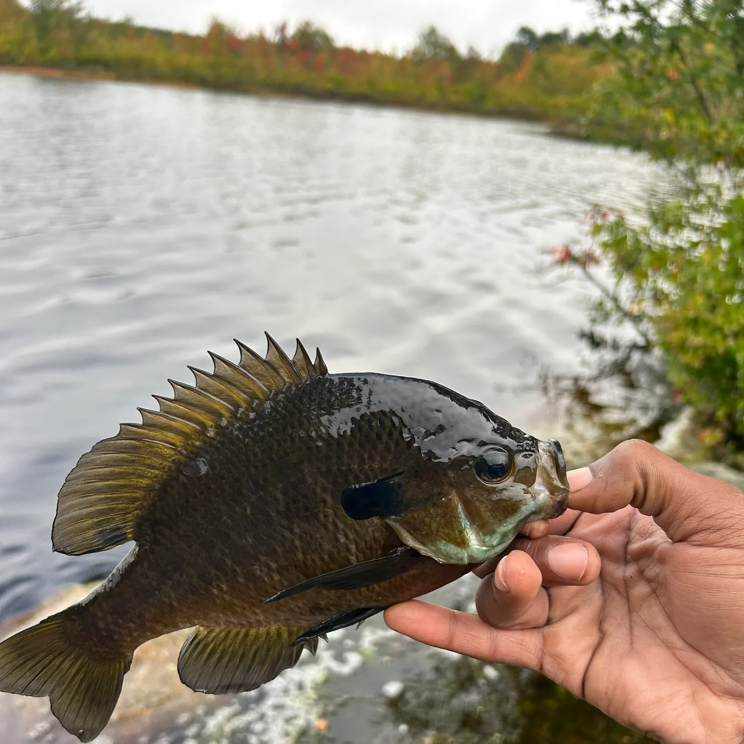 Bluegill caught on Fishbrain