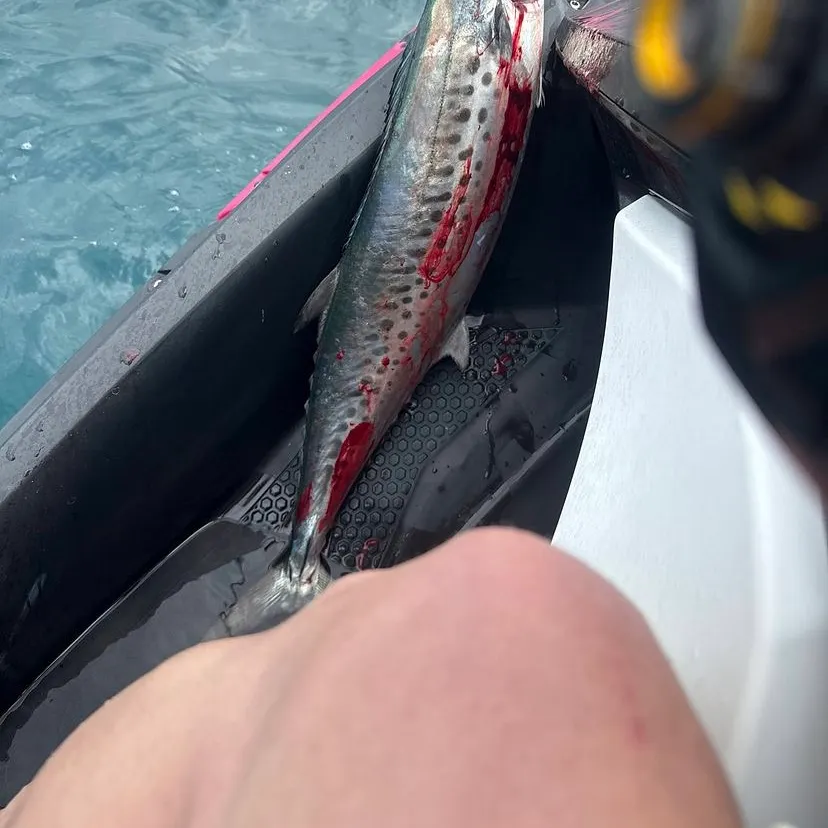 The most recent Spanish mackerel catches on Fishbrain