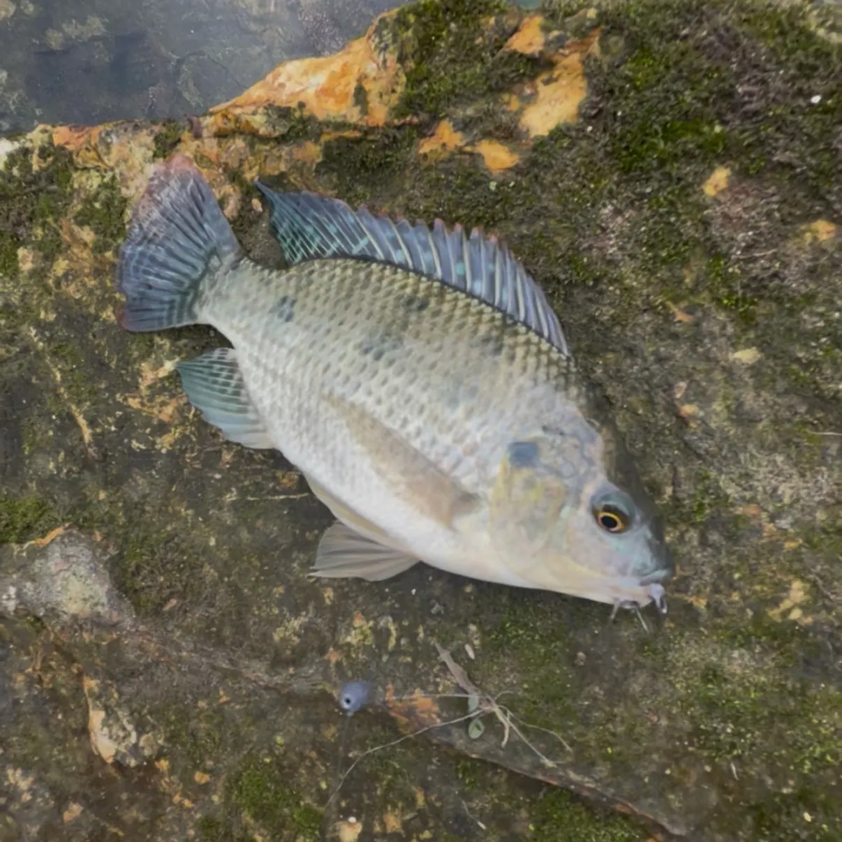 Blue tilapia caught on Fishbrain