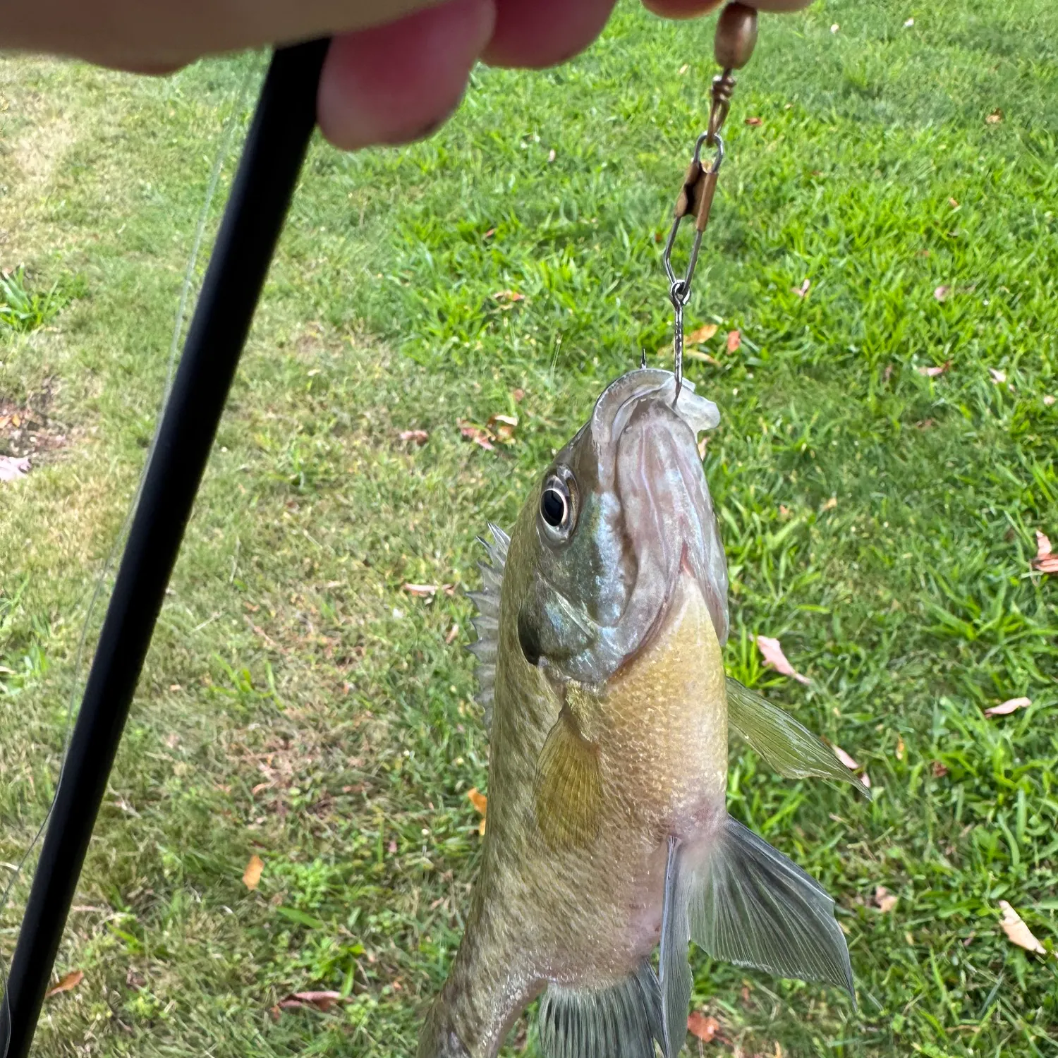 Bluegill caught on Fishbrain