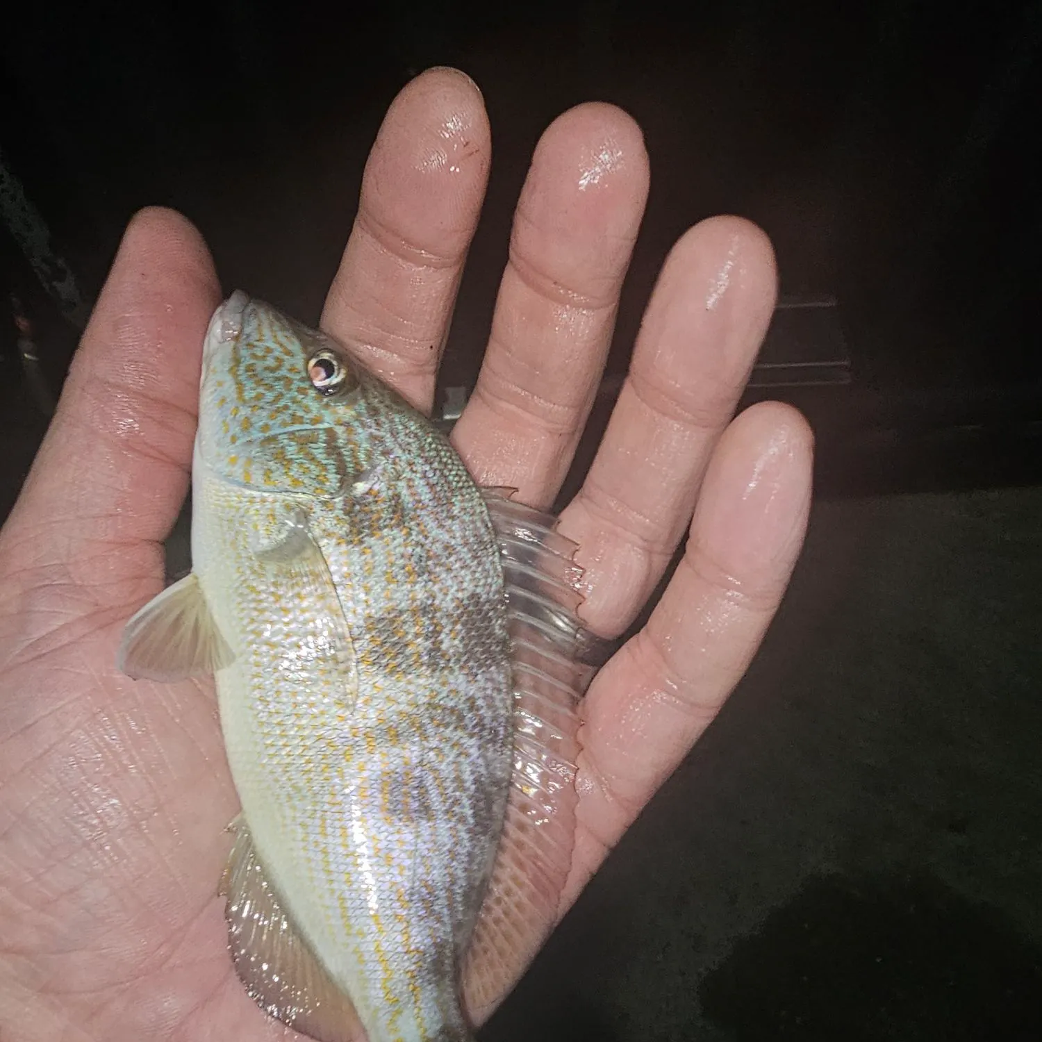 Pigfish caught on Fishbrain
