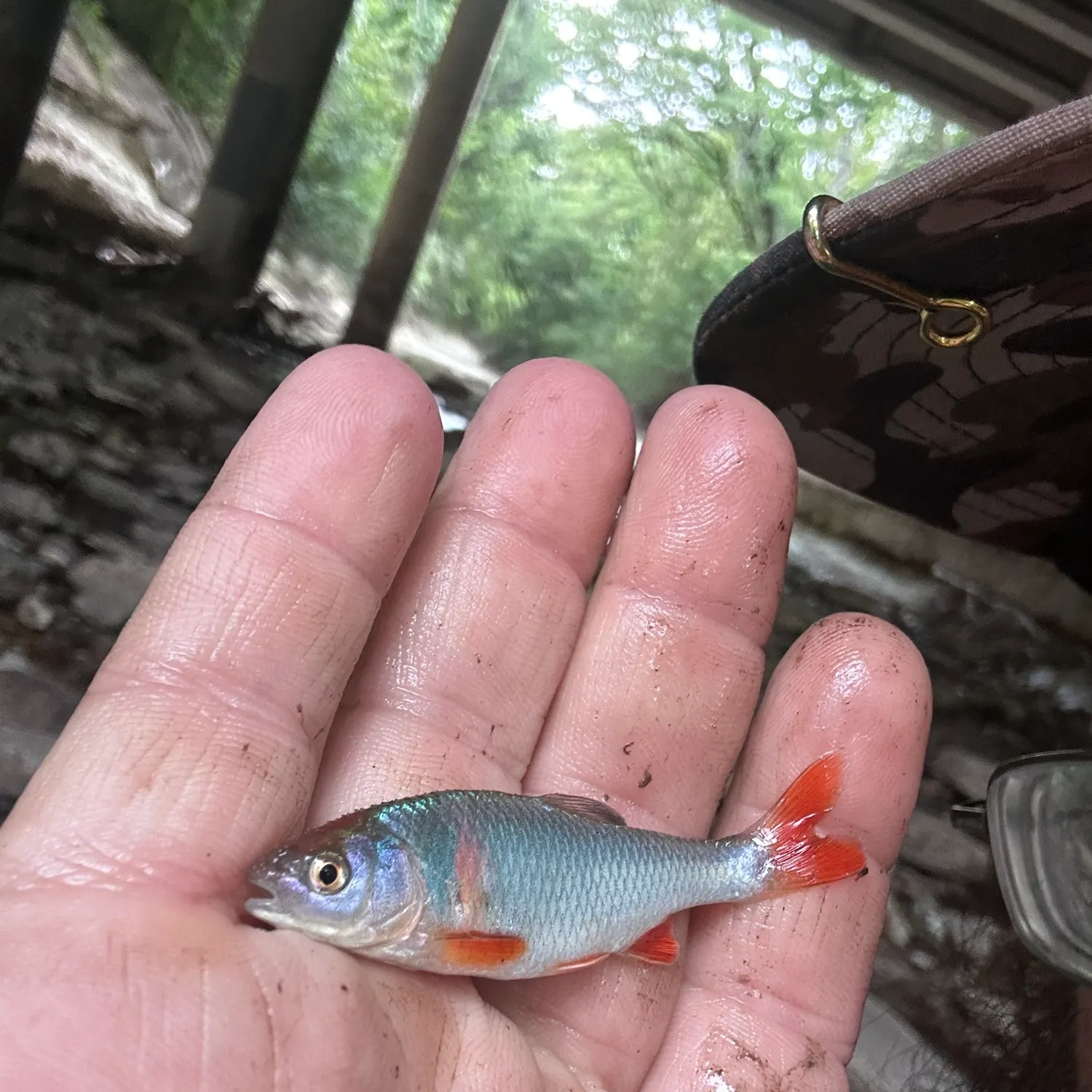 The most recent Red shiner catches on Fishbrain