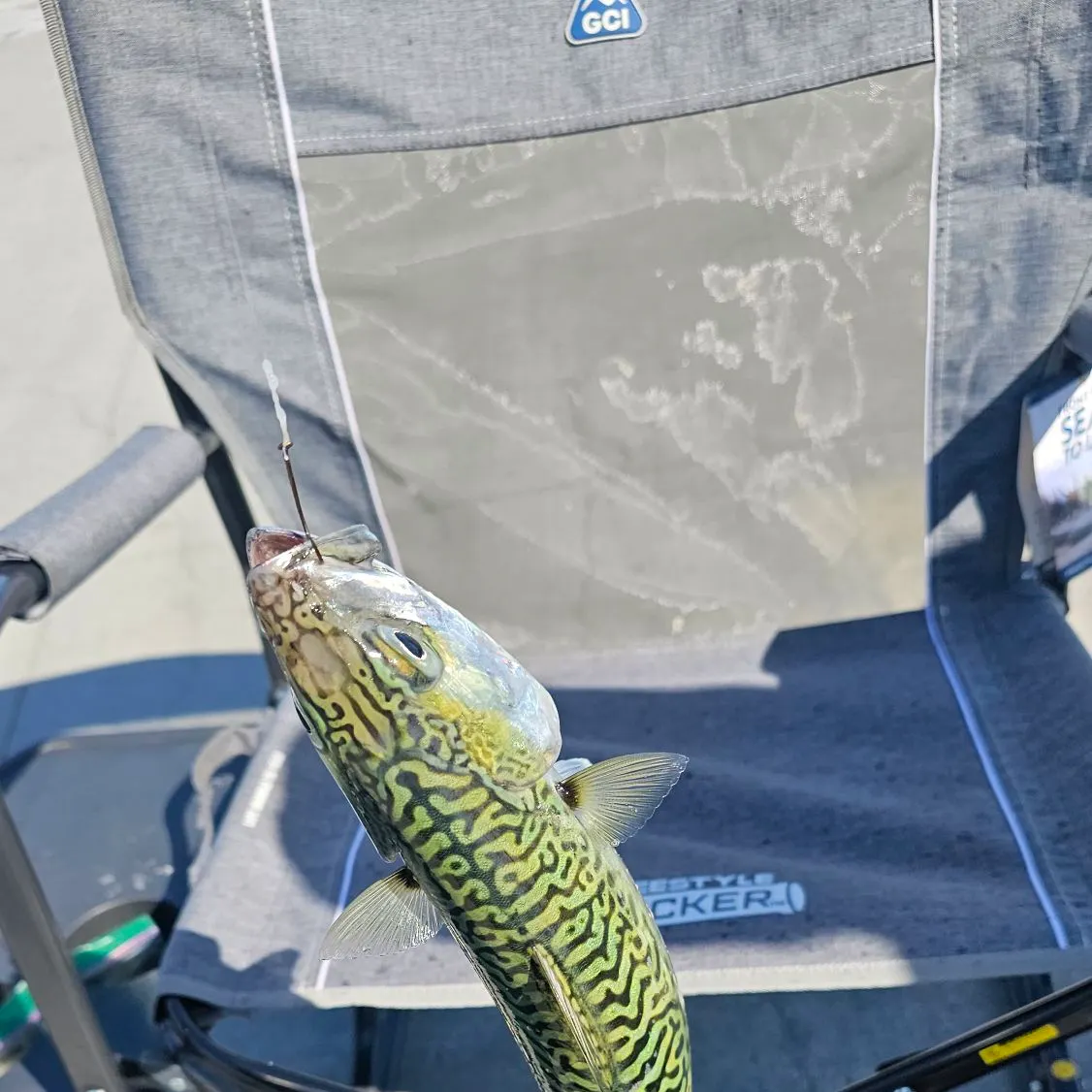 The most recent Pacific chub mackerel catches on Fishbrain