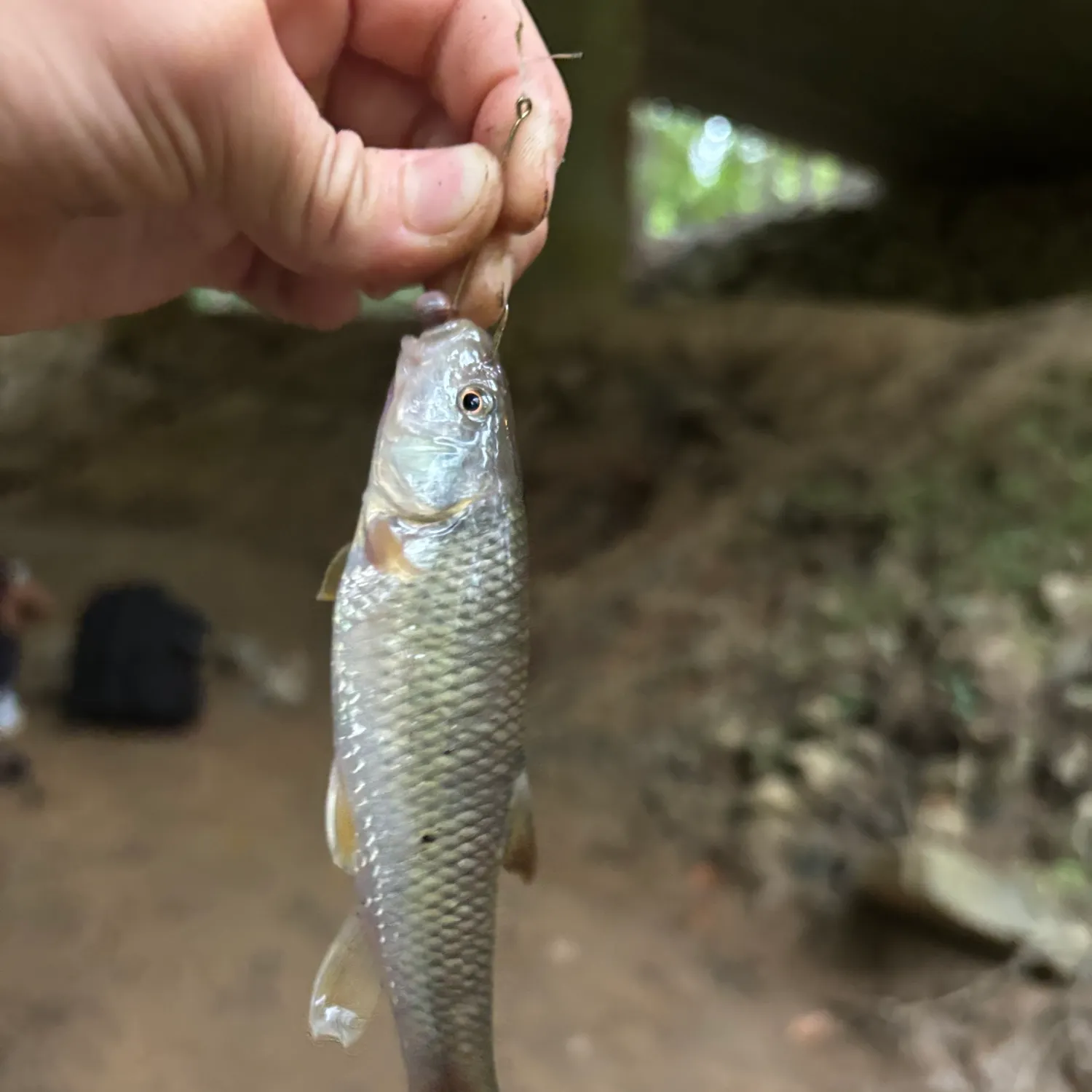 Bigmouth chub caught on Fishbrain