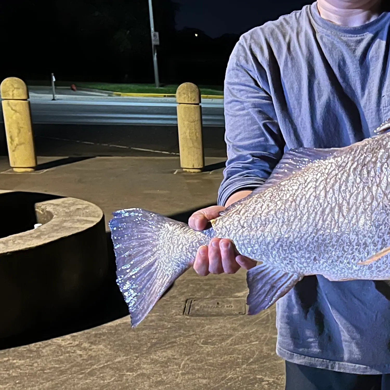 Black drum caught on Fishbrain