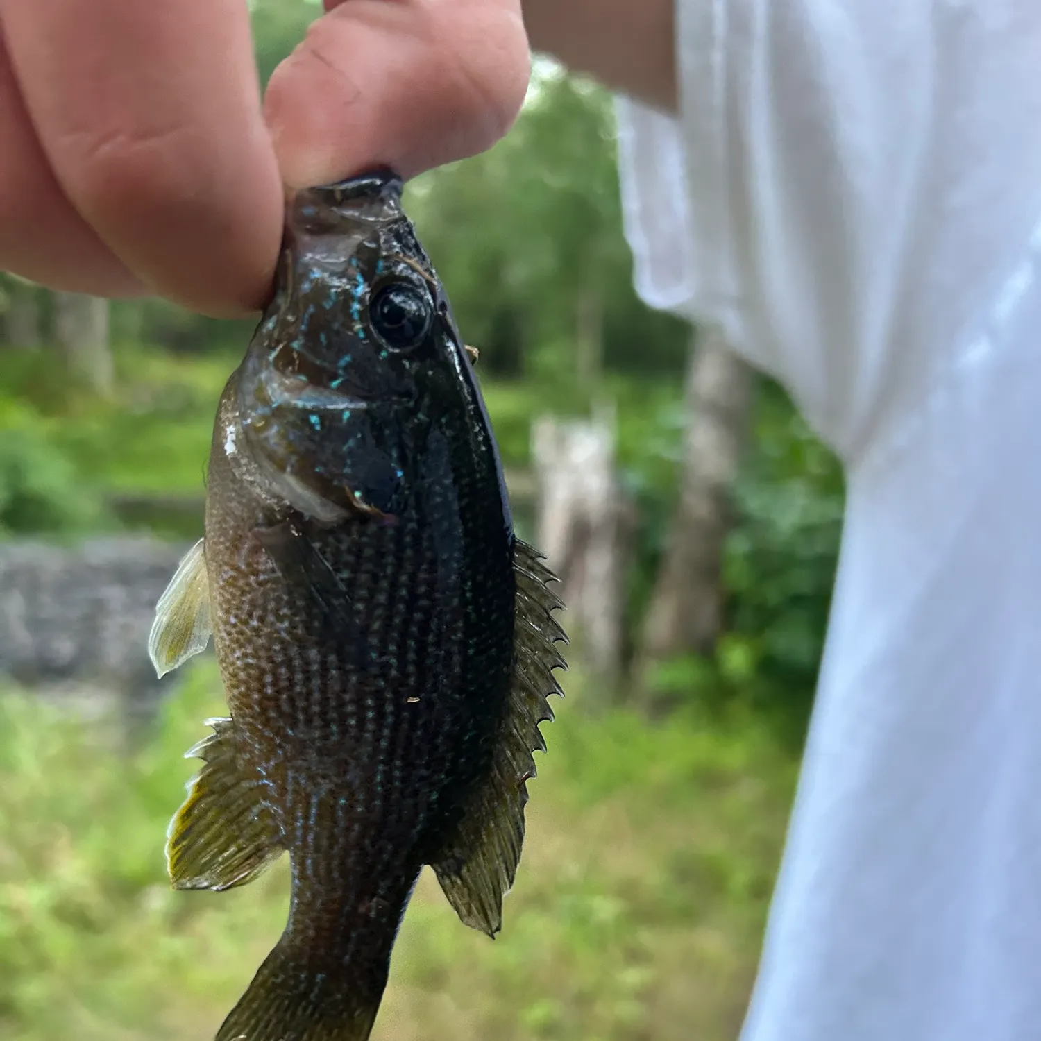 Green sunfish caught on Fishbrain