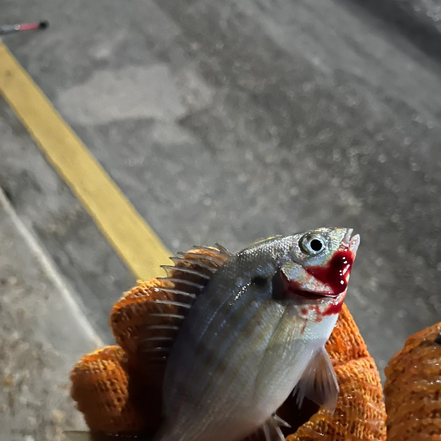 Pinfish caught on Fishbrain