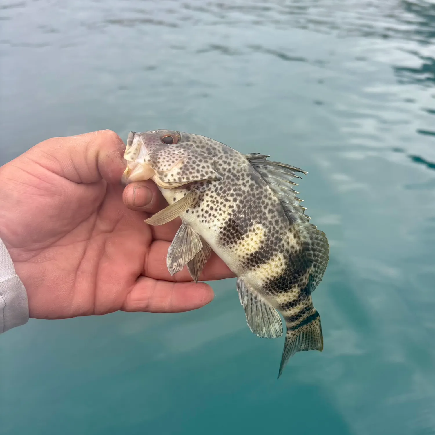 Spotted sand bass caught on Fishbrain