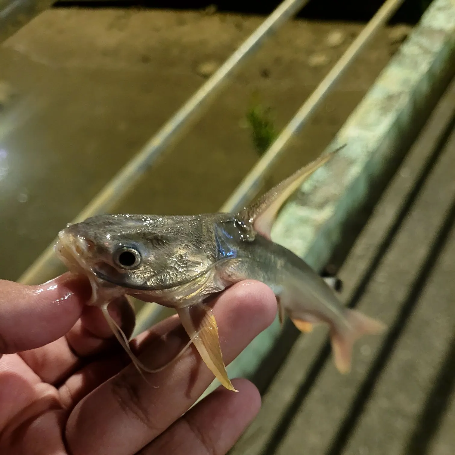 The most recent Giant sea catfish catches on Fishbrain