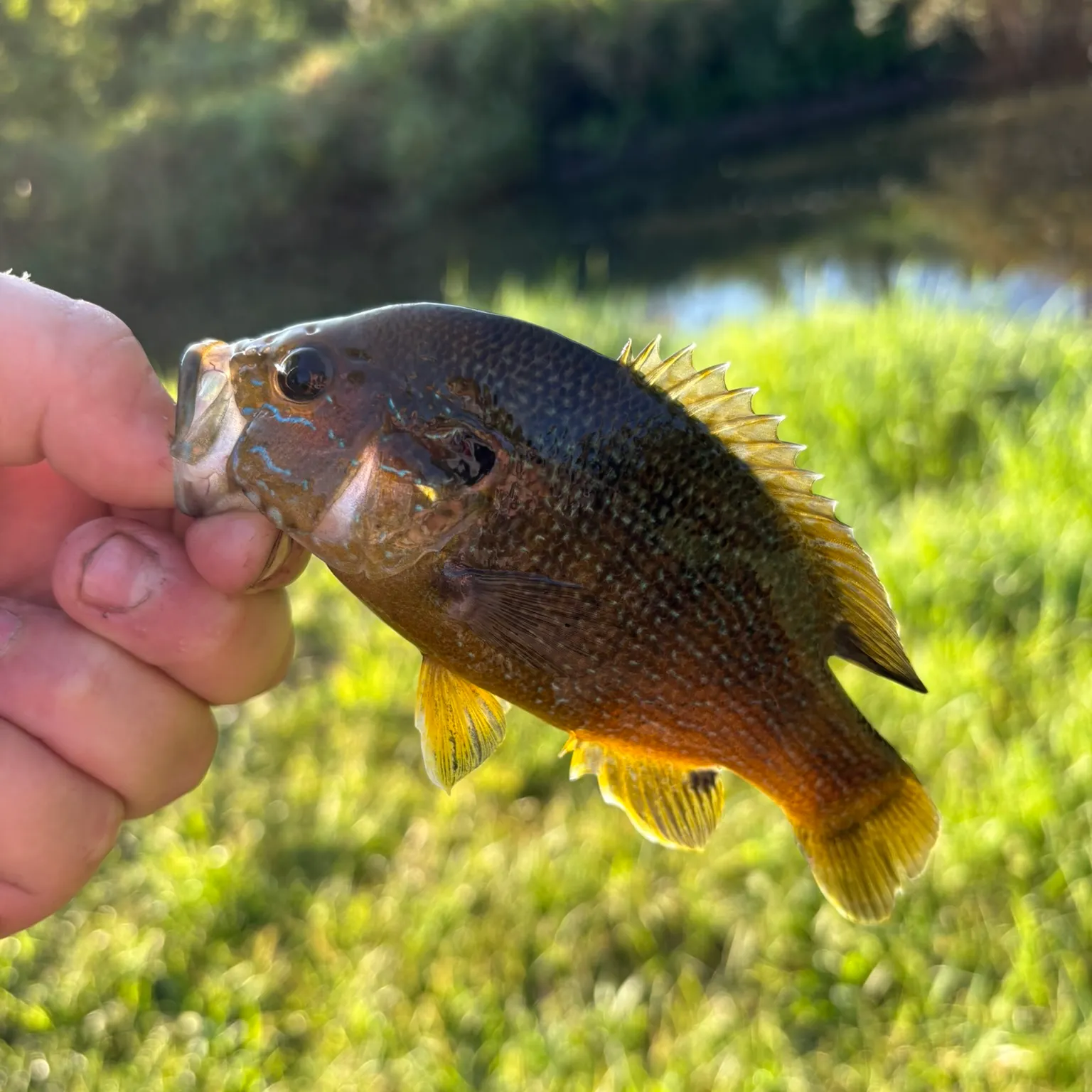 Fish caught on Fishbrain