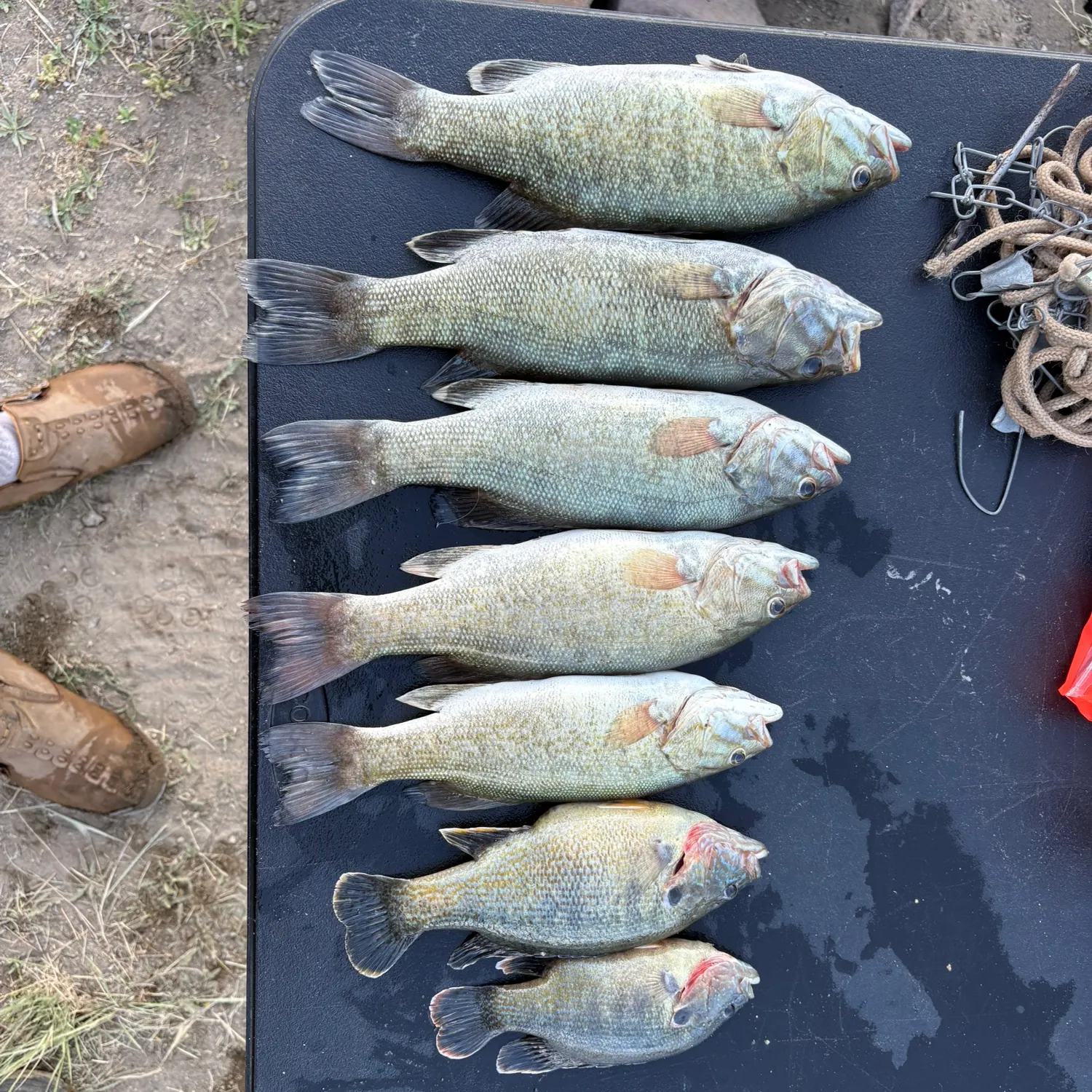 recently logged catches