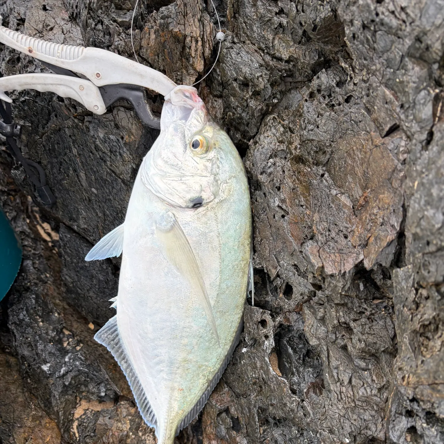 The most recent Silver trevally catches on Fishbrain