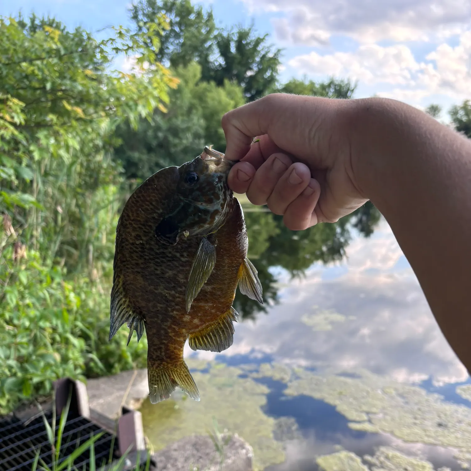 catch