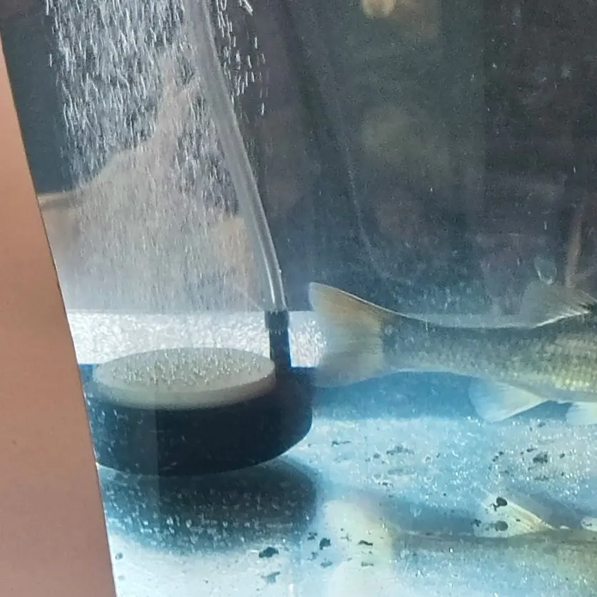 Creek chub caught on Fishbrain