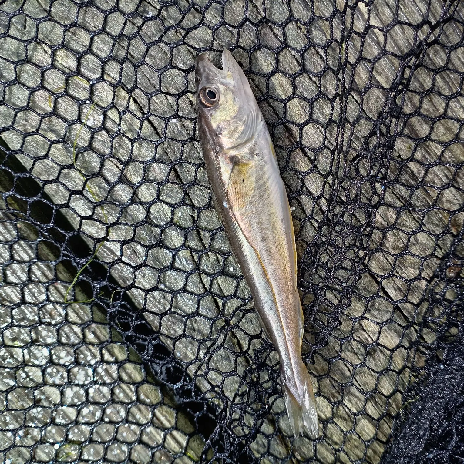 The most recent Whiting catches on Fishbrain