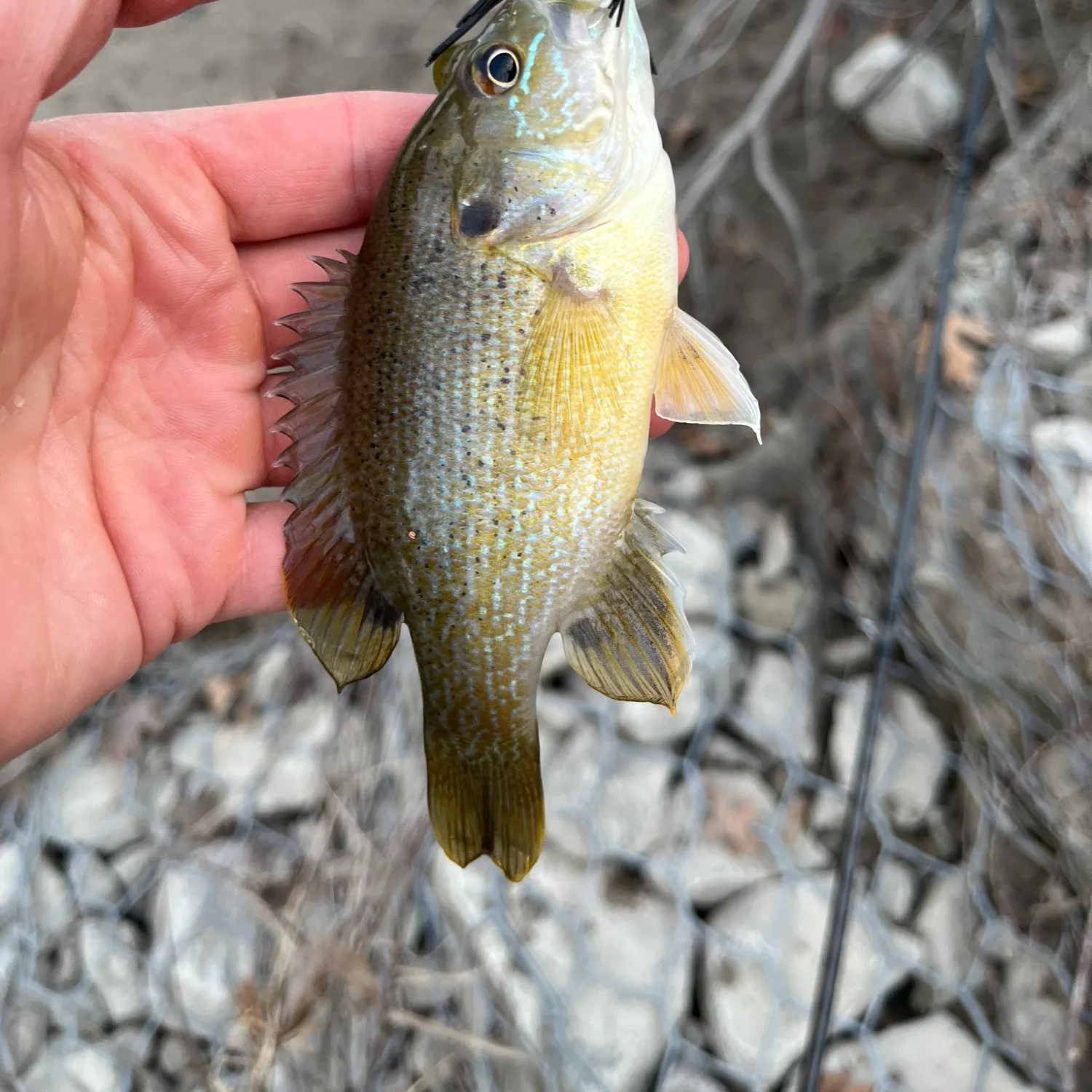 The most recent Green sunfish catches on Fishbrain