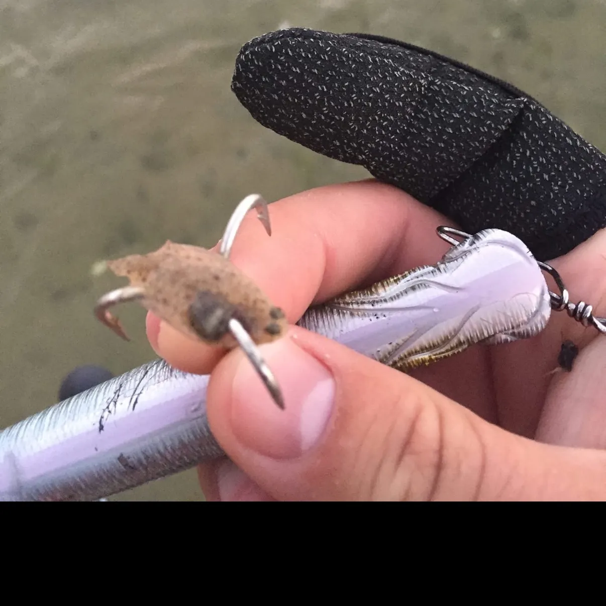 The most recent Summer flounder catches on Fishbrain