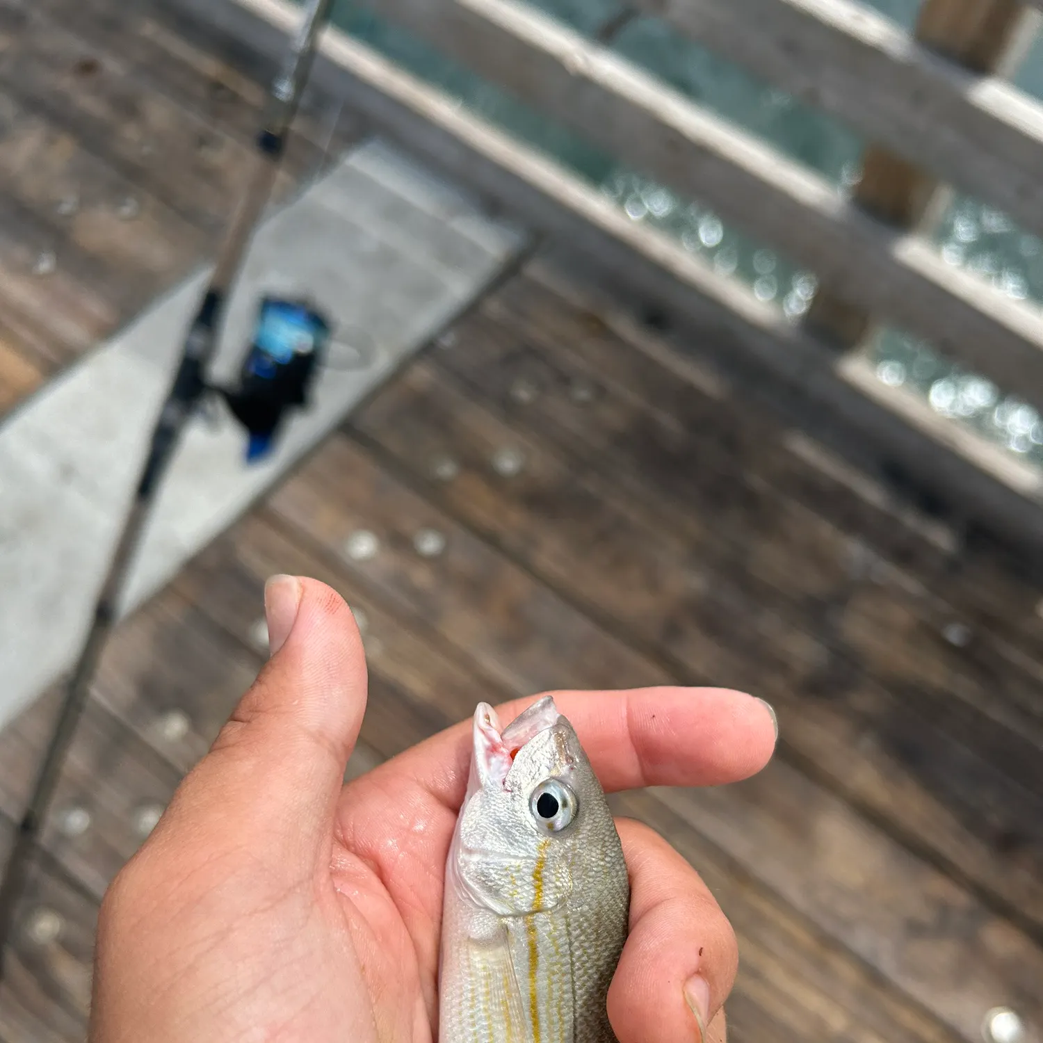 The most recent Tomtate grunt catches on Fishbrain