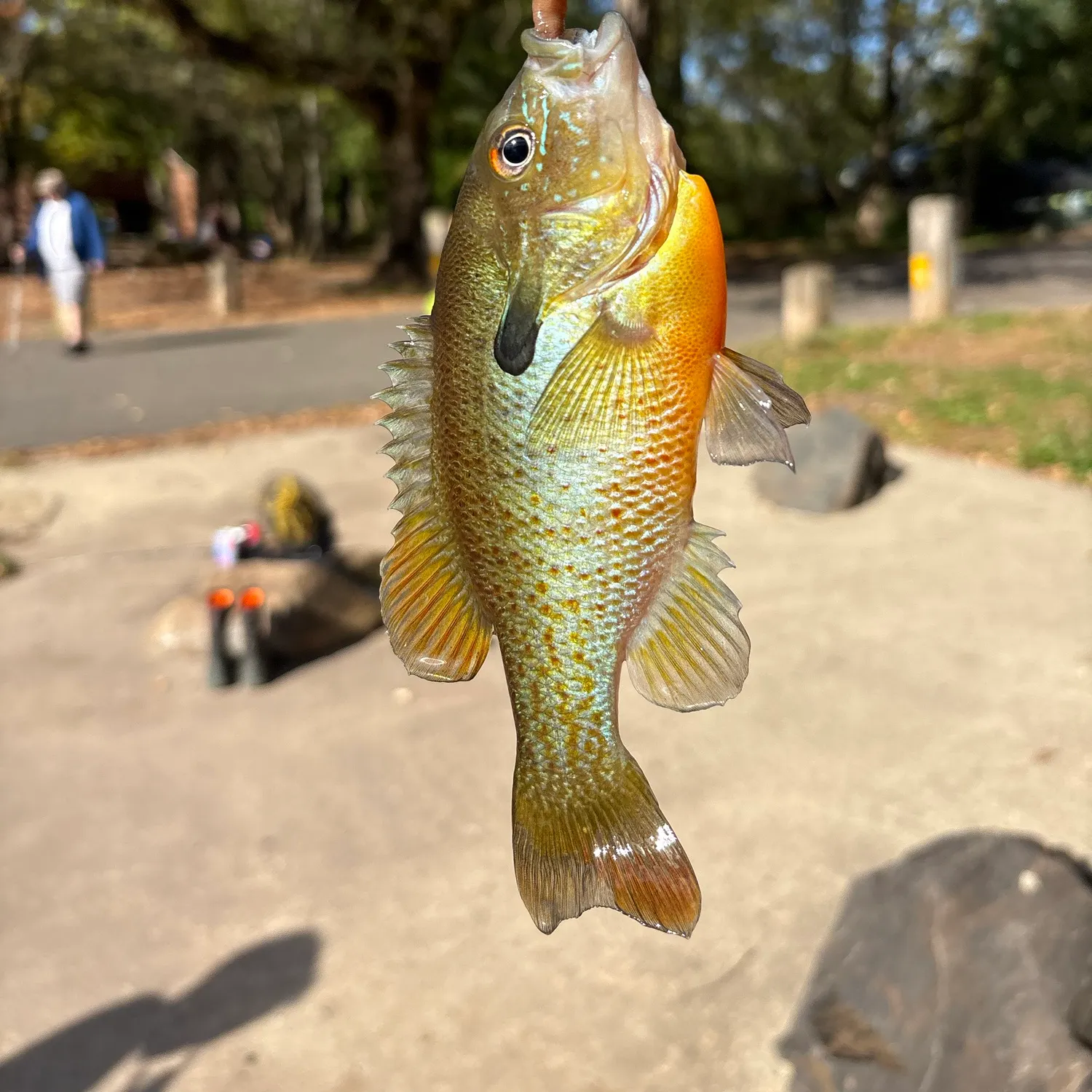 catch