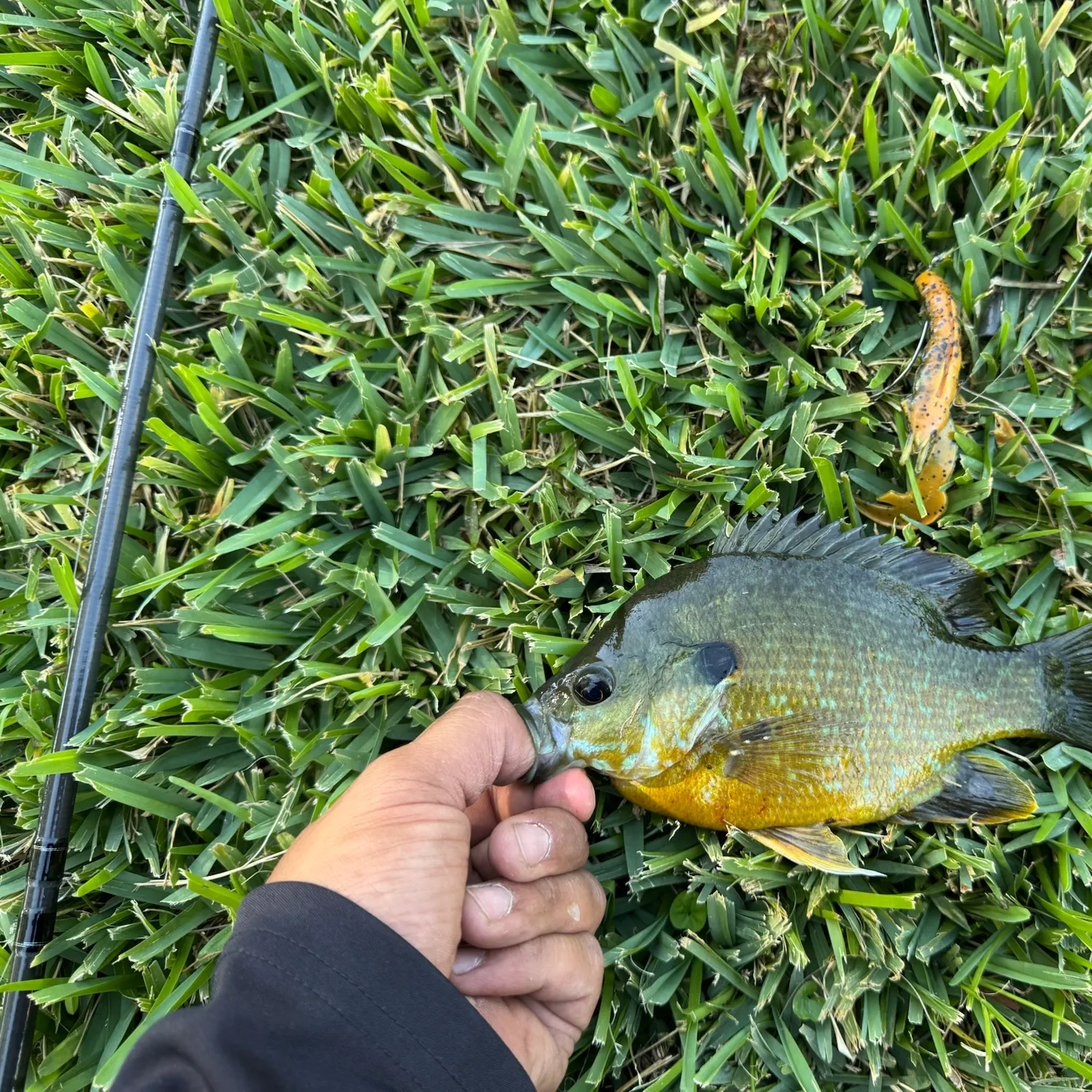 Greengill hybrid caught on Fishbrain