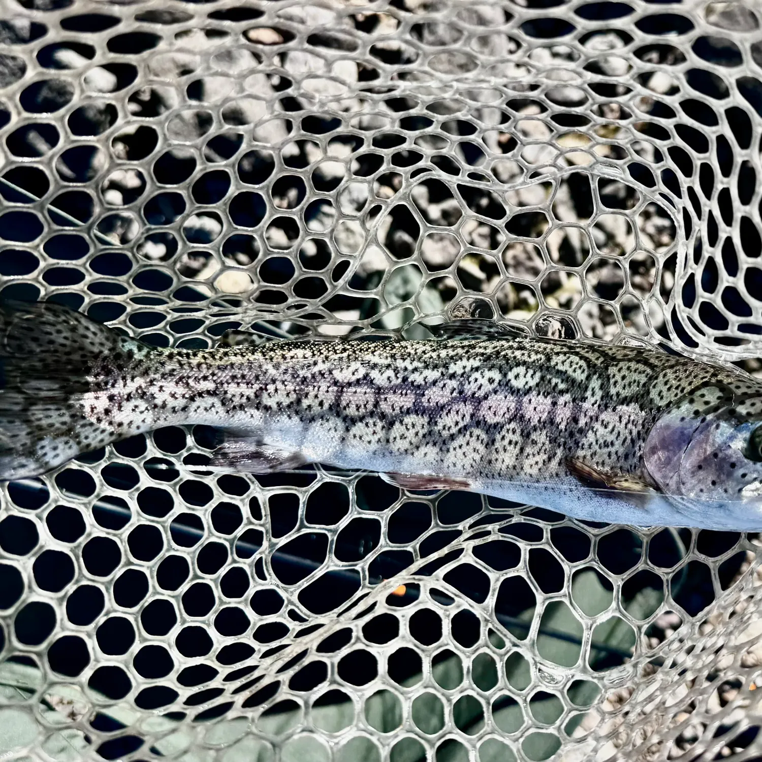 Rainbow trout caught on Fishbrain