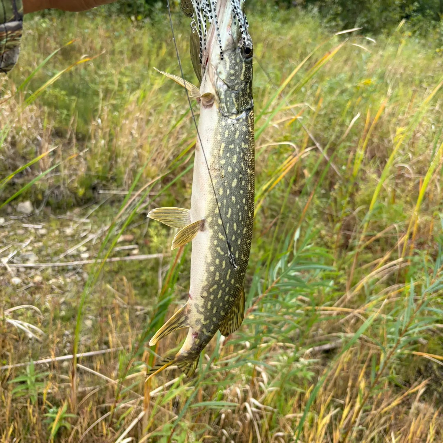 Northern pike caught on Fishbrain