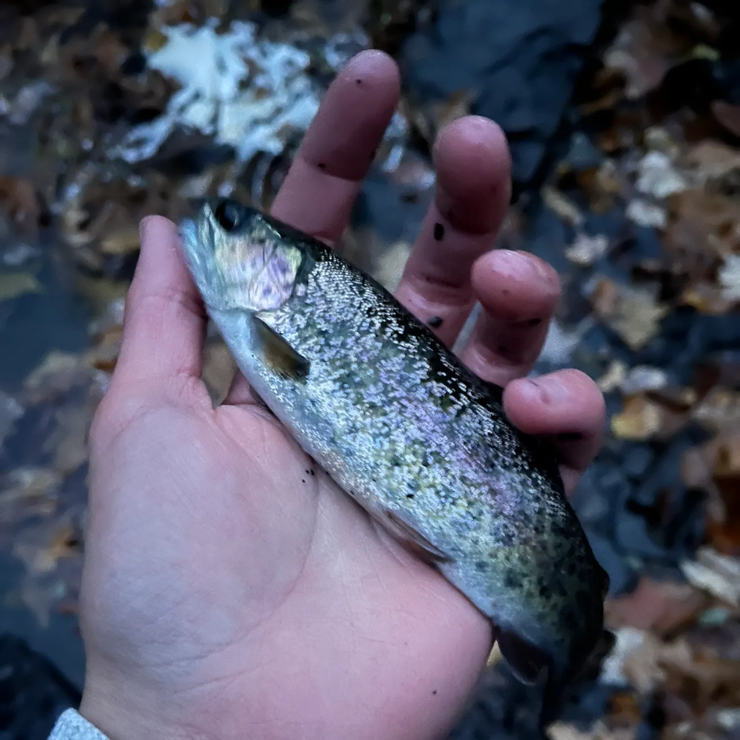 The most recent Coastal rainbow trout catches on Fishbrain