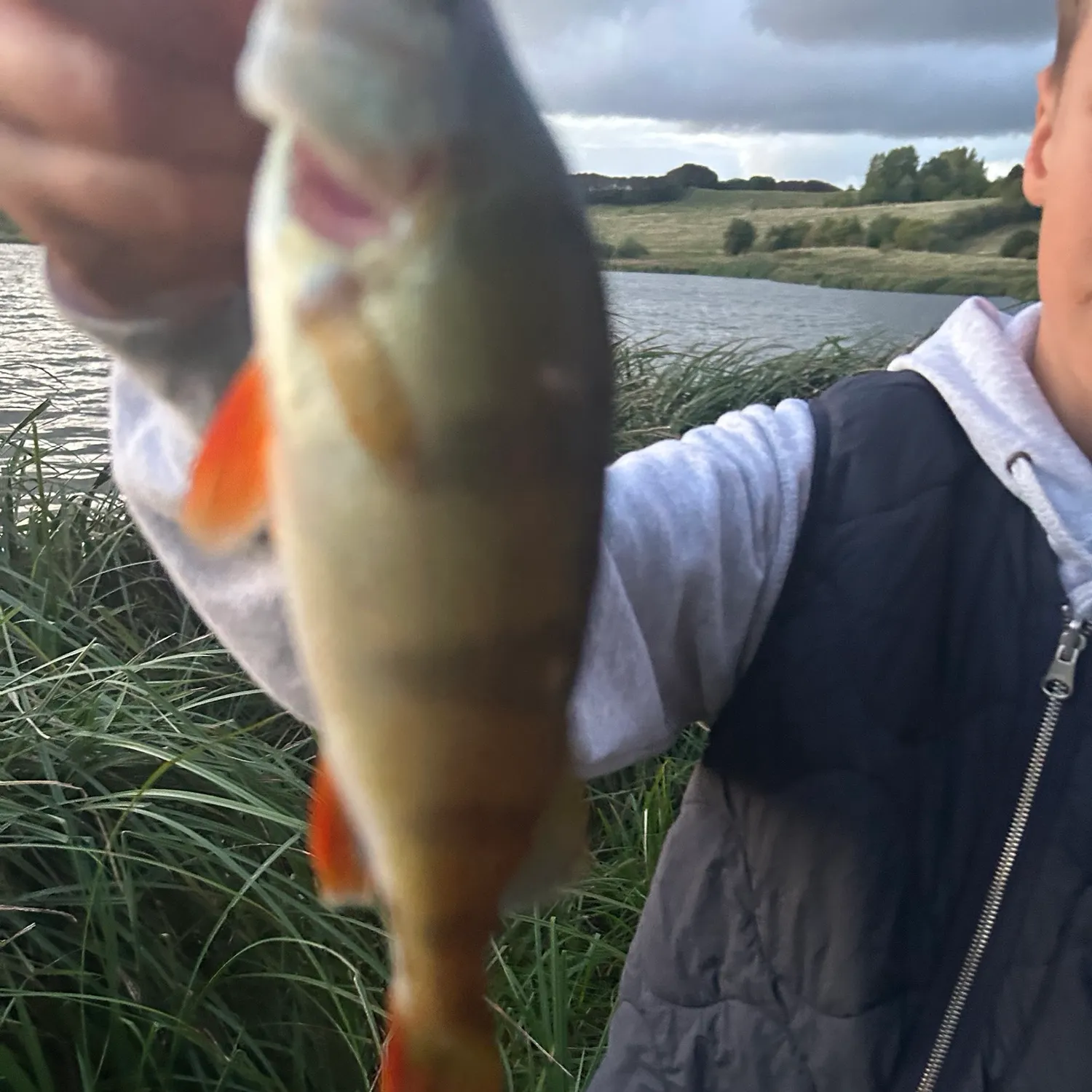 European perch caught on Fishbrain