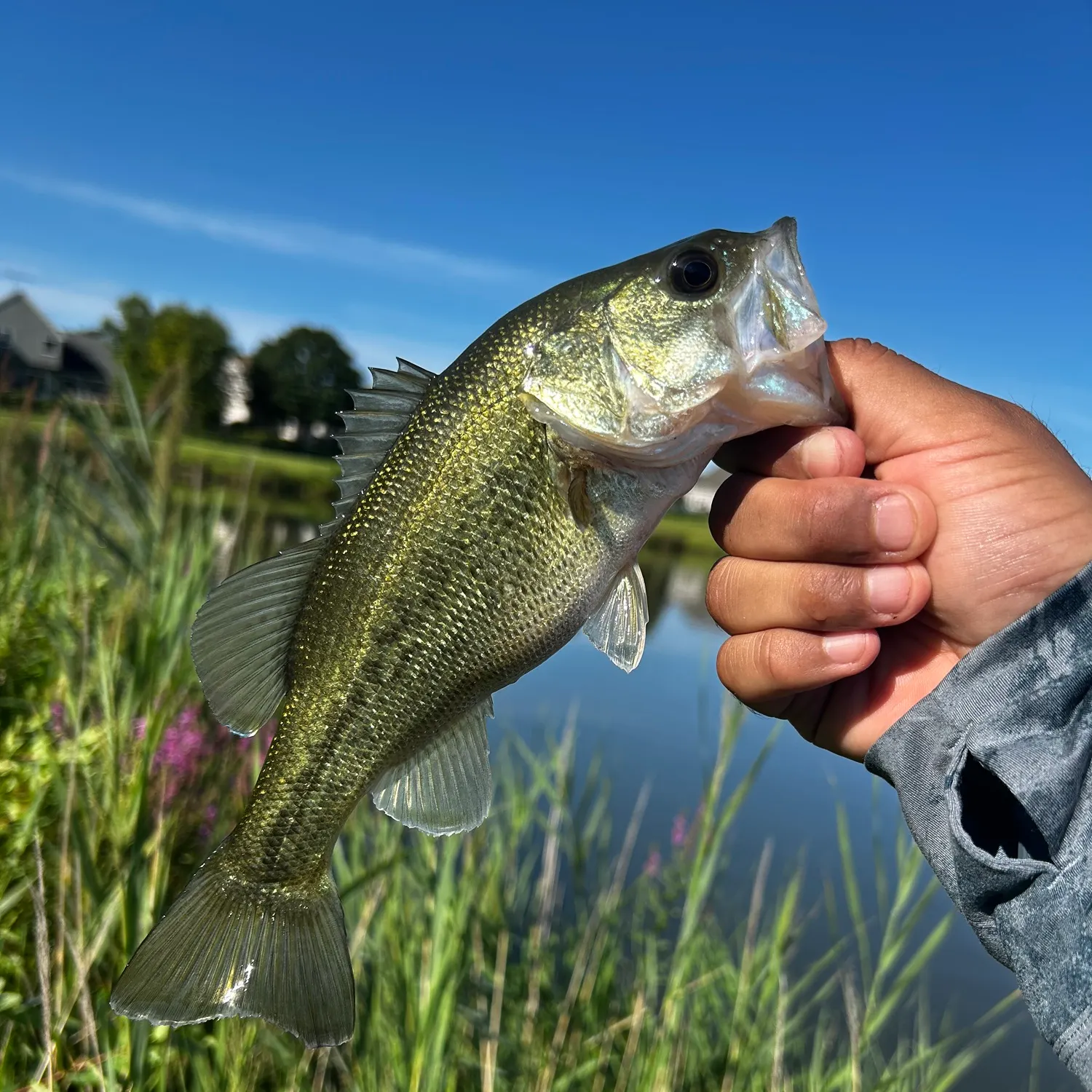 Largemouth bass caught on Fishbrain