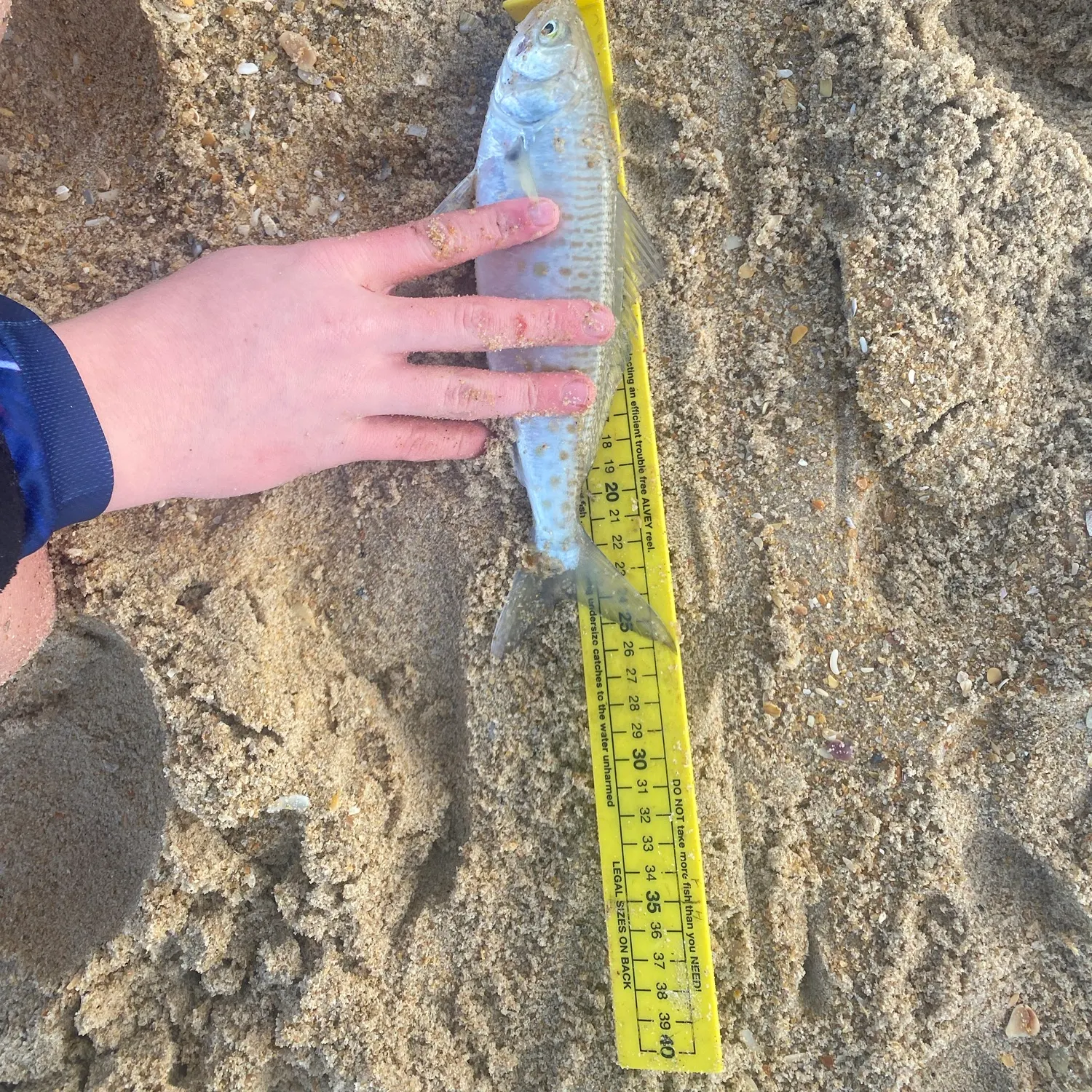 Eastern Australian salmon caught on Fishbrain