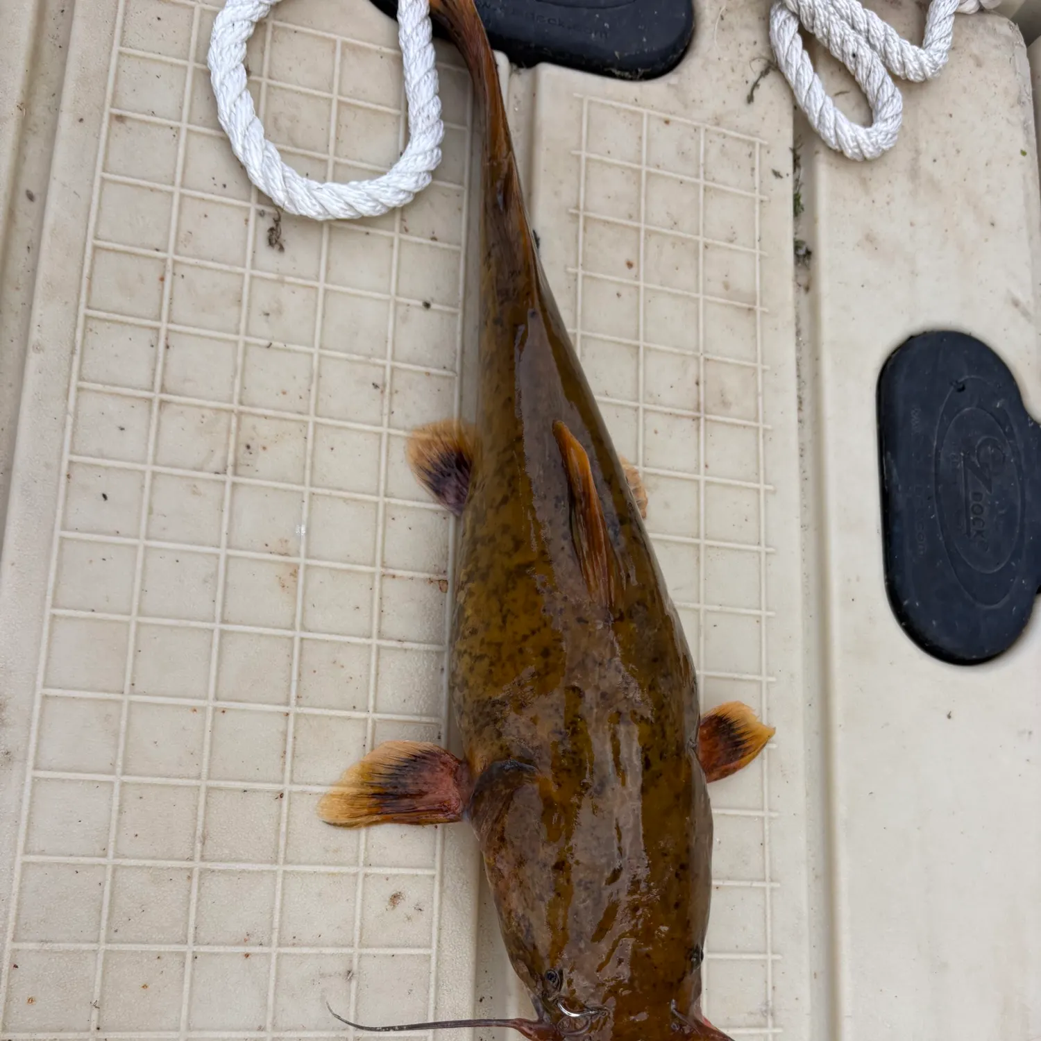 Flathead catfish caught on Fishbrain