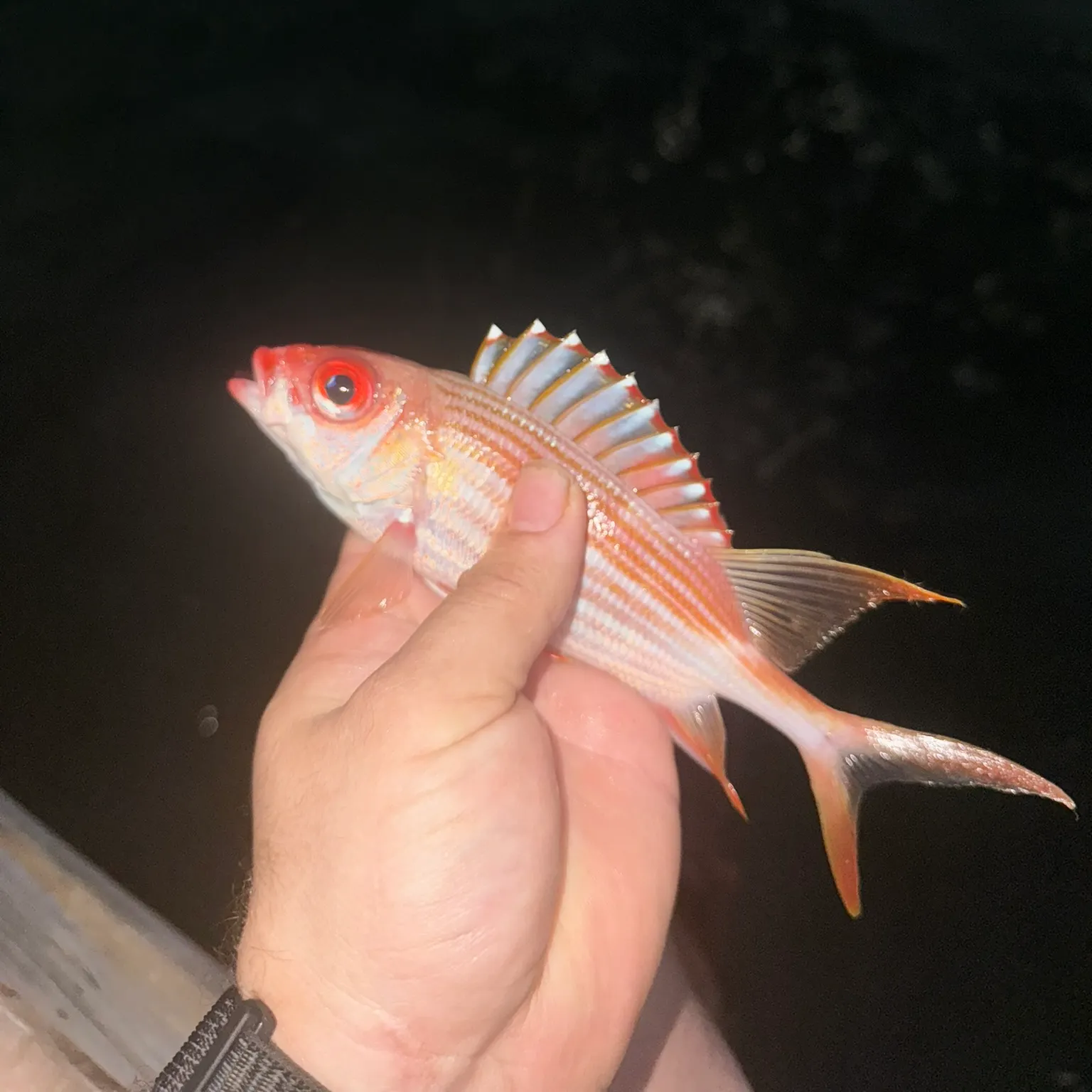 The most recent Common squirrelfish catches on Fishbrain