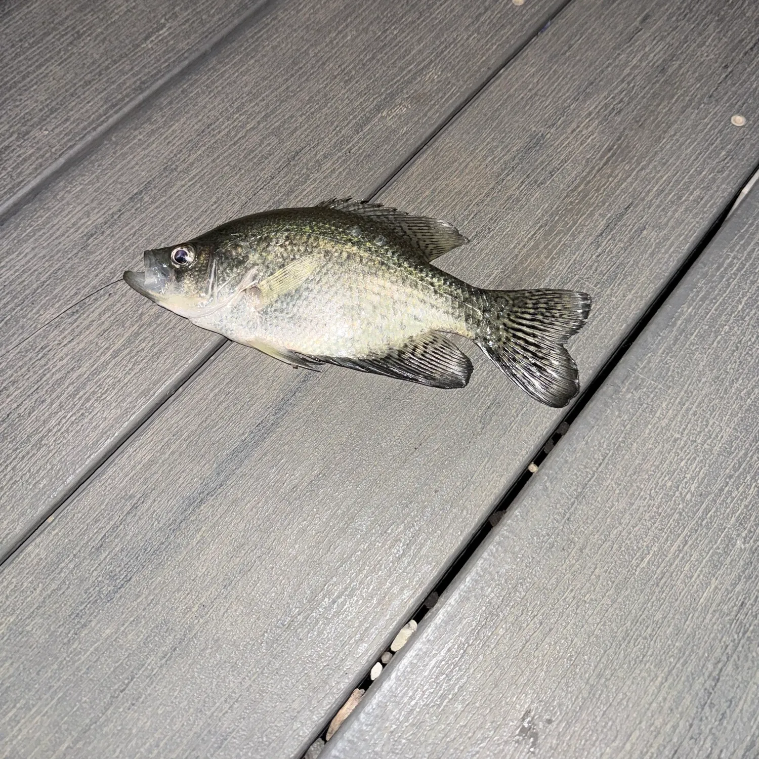 Black crappie caught on Fishbrain