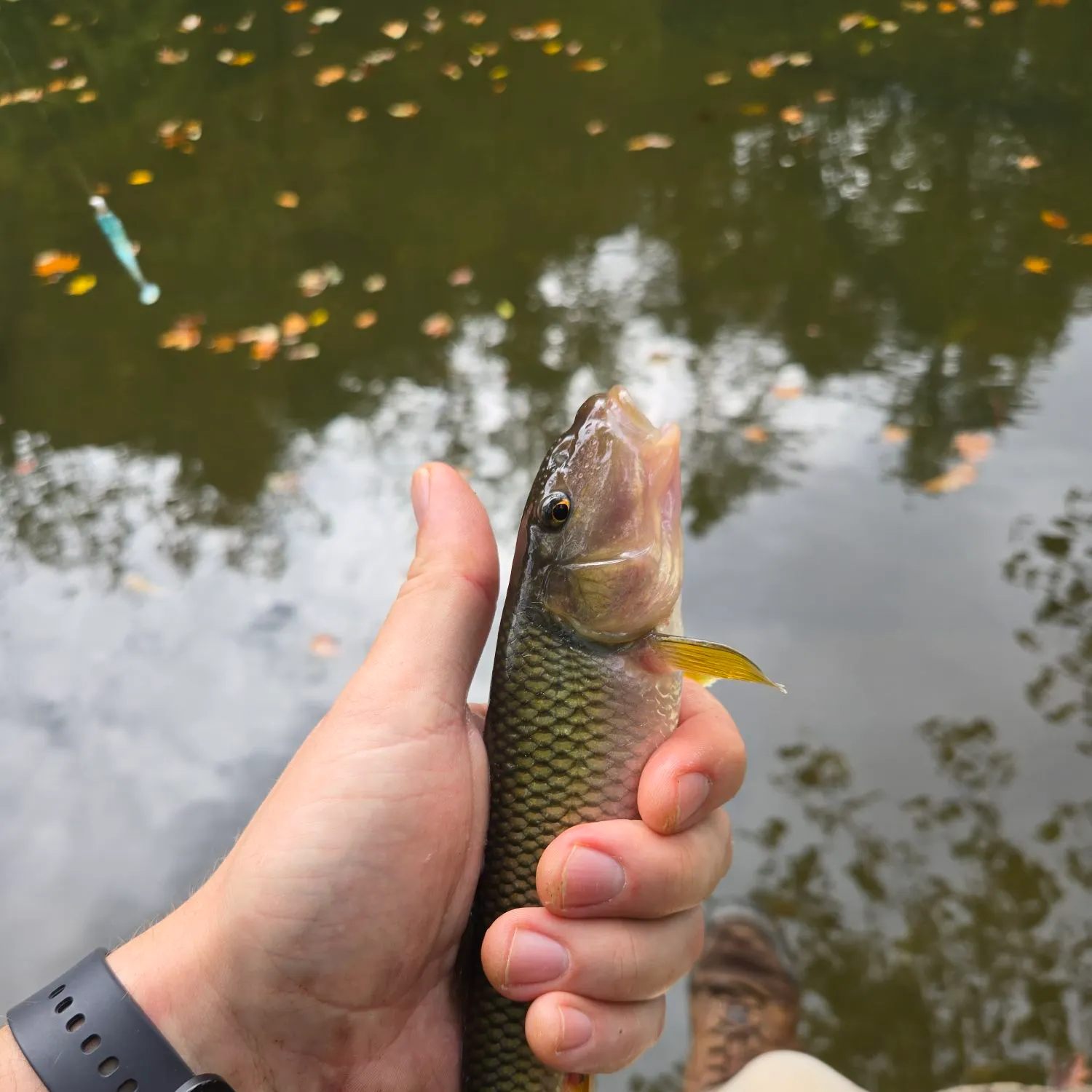 Hornyhead chub caught on Fishbrain