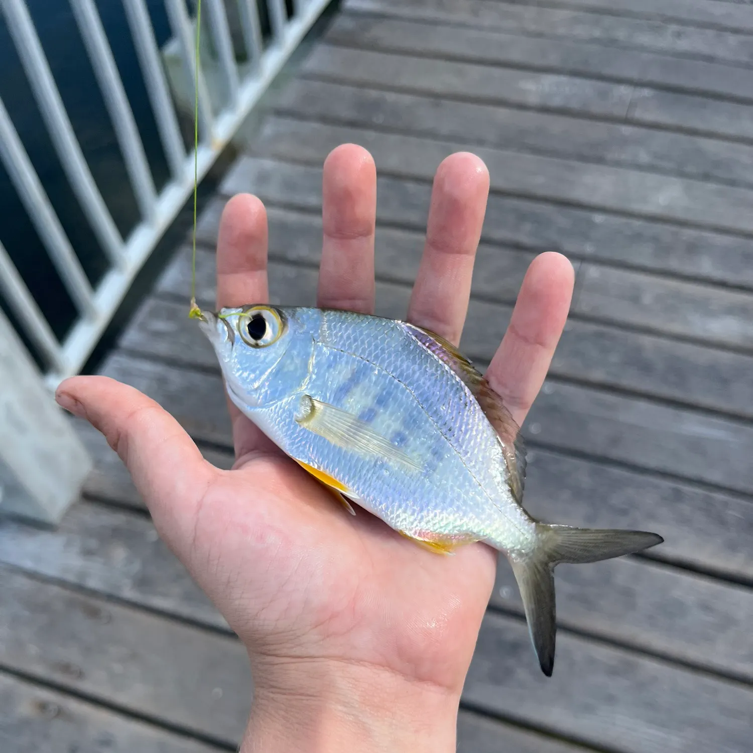 most liked catch image