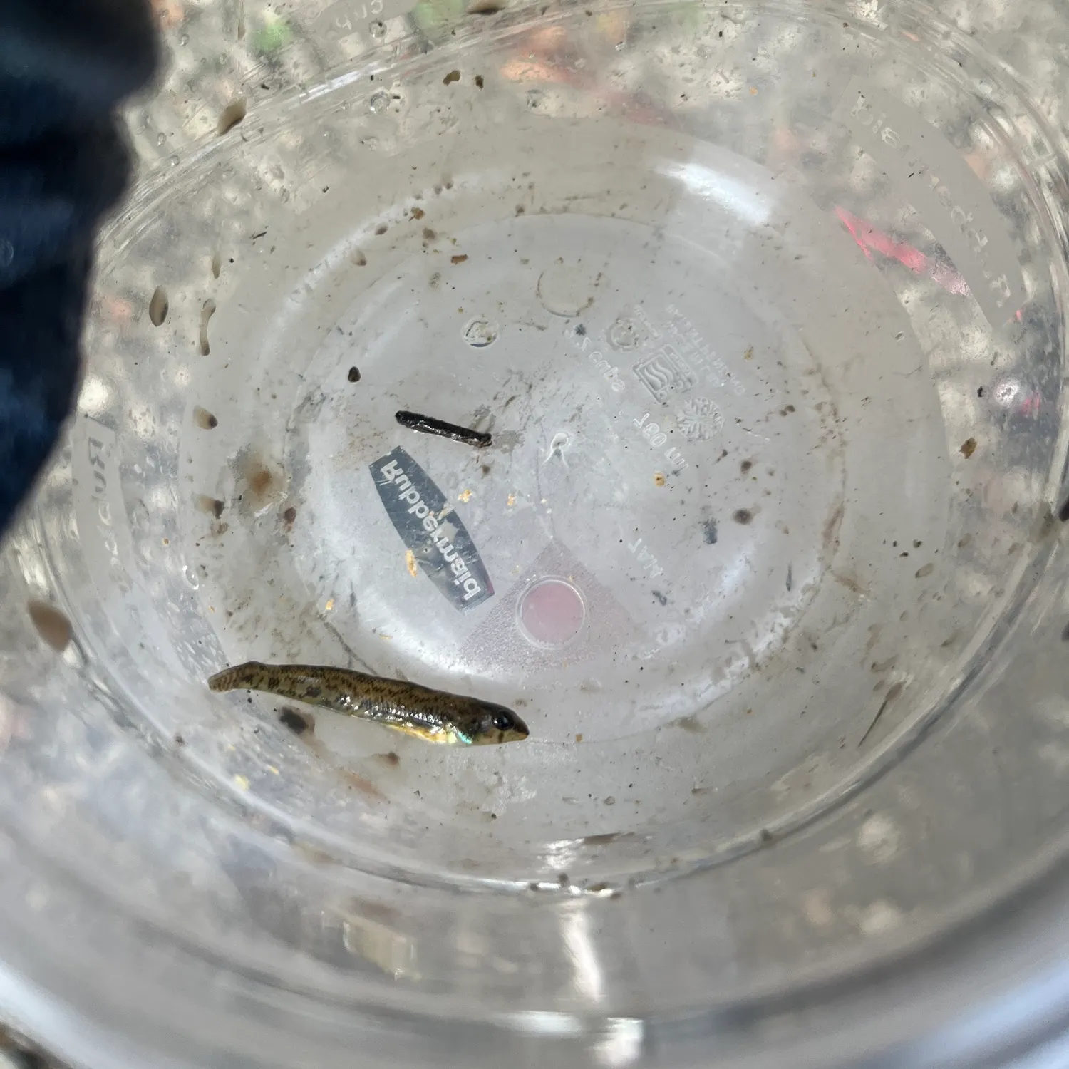 The most recent Northern tessellated darter catches on Fishbrain