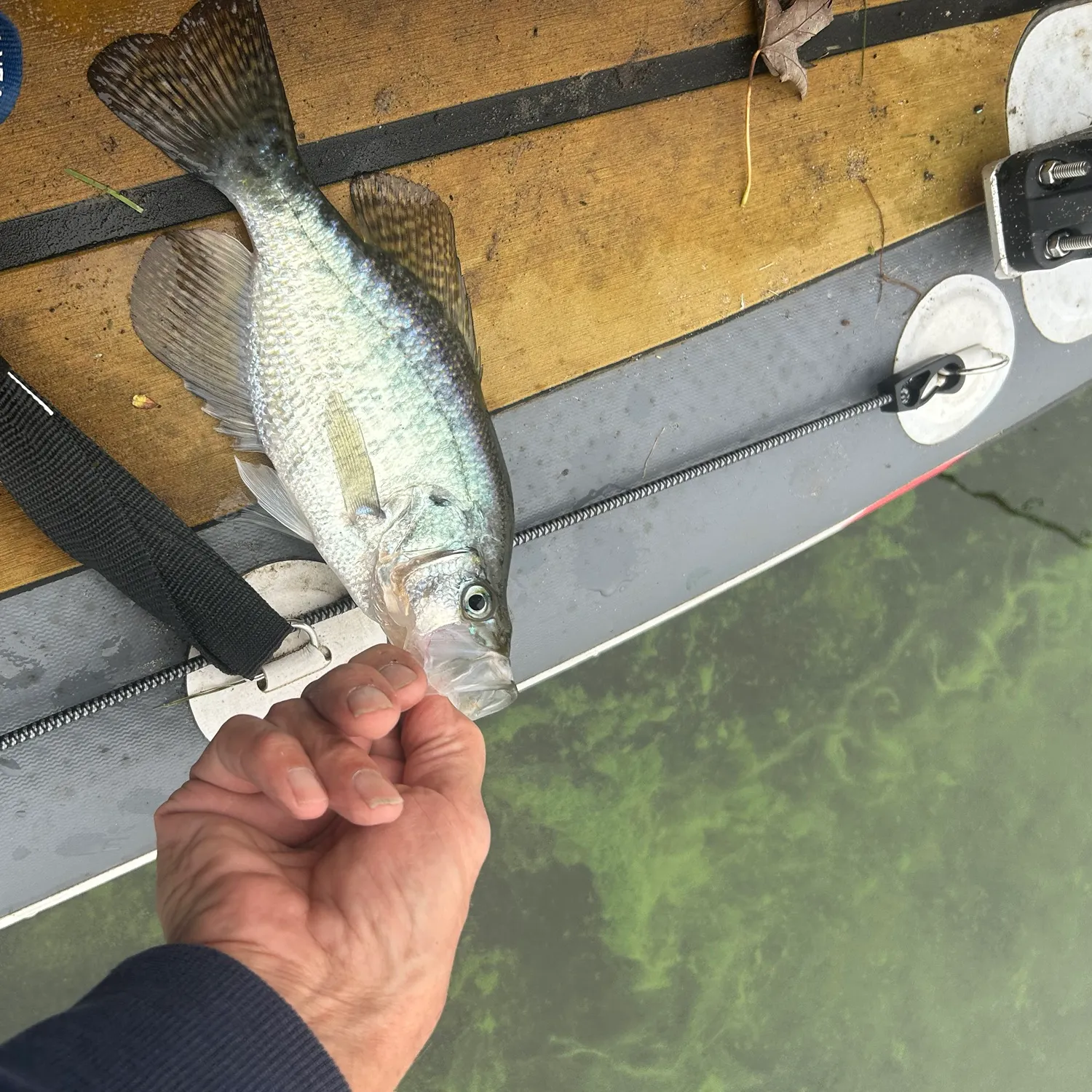 White crappie caught on Fishbrain