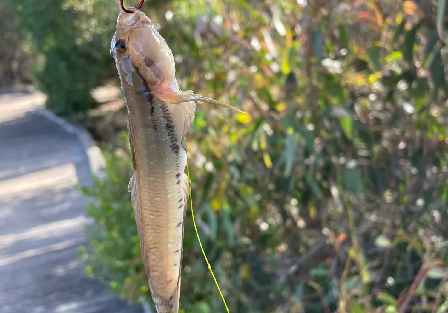 Bucchich's goby