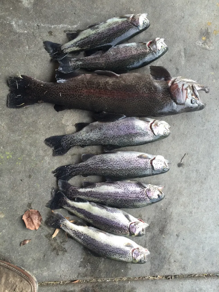 recently logged catches