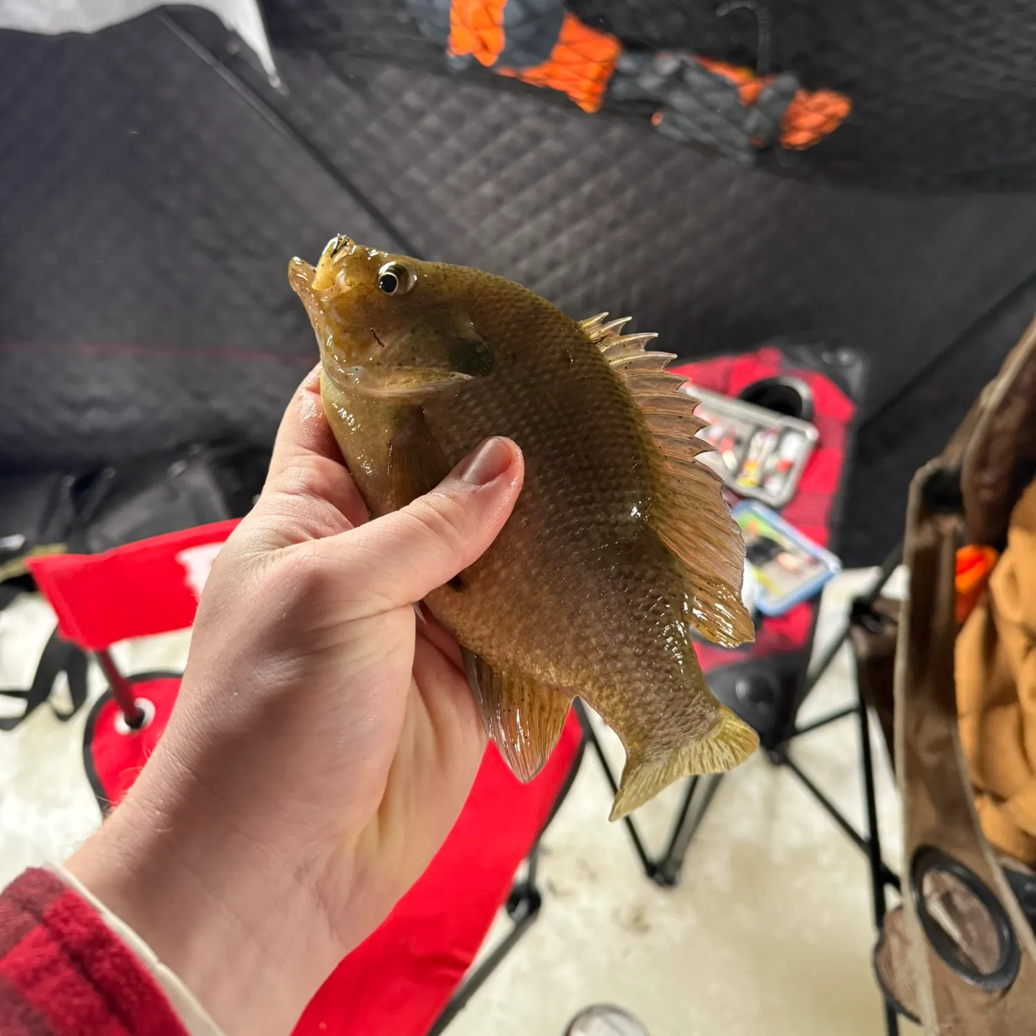 The most recent Green sunfish catches on Fishbrain