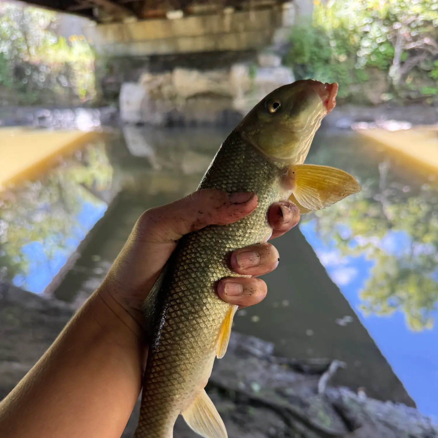 White sucker caught on Fishbrain