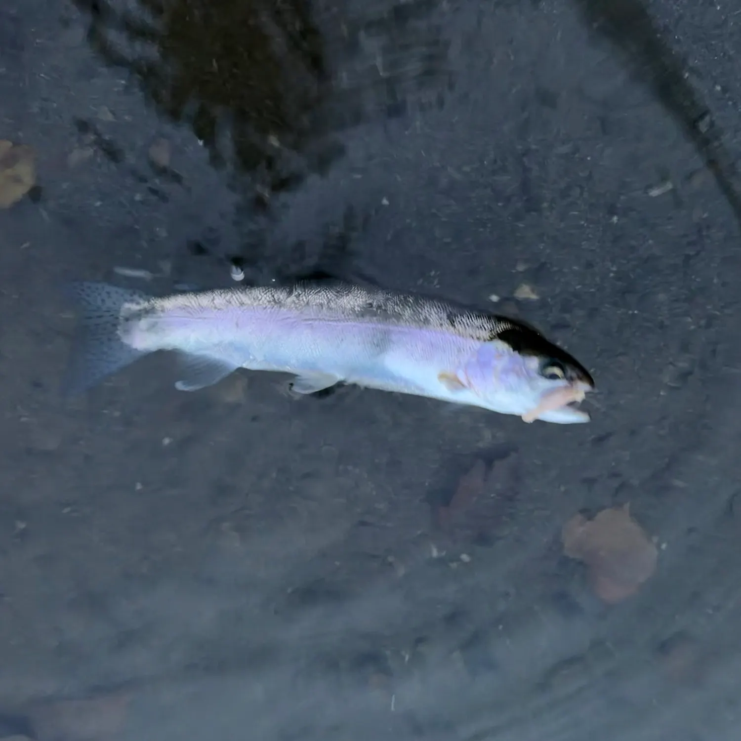 Rainbow trout caught on Fishbrain