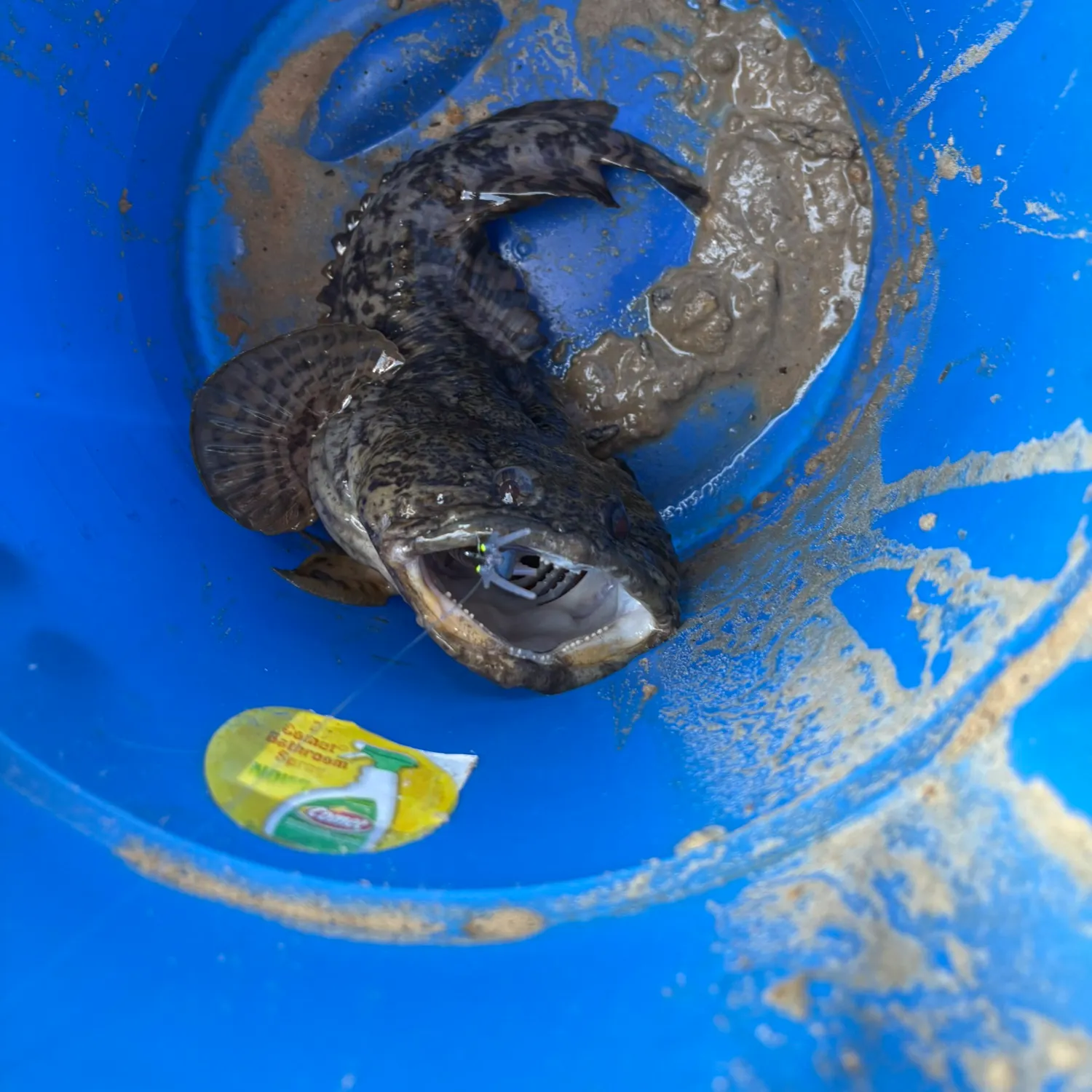 The most recent Oyster toadfish catches on Fishbrain