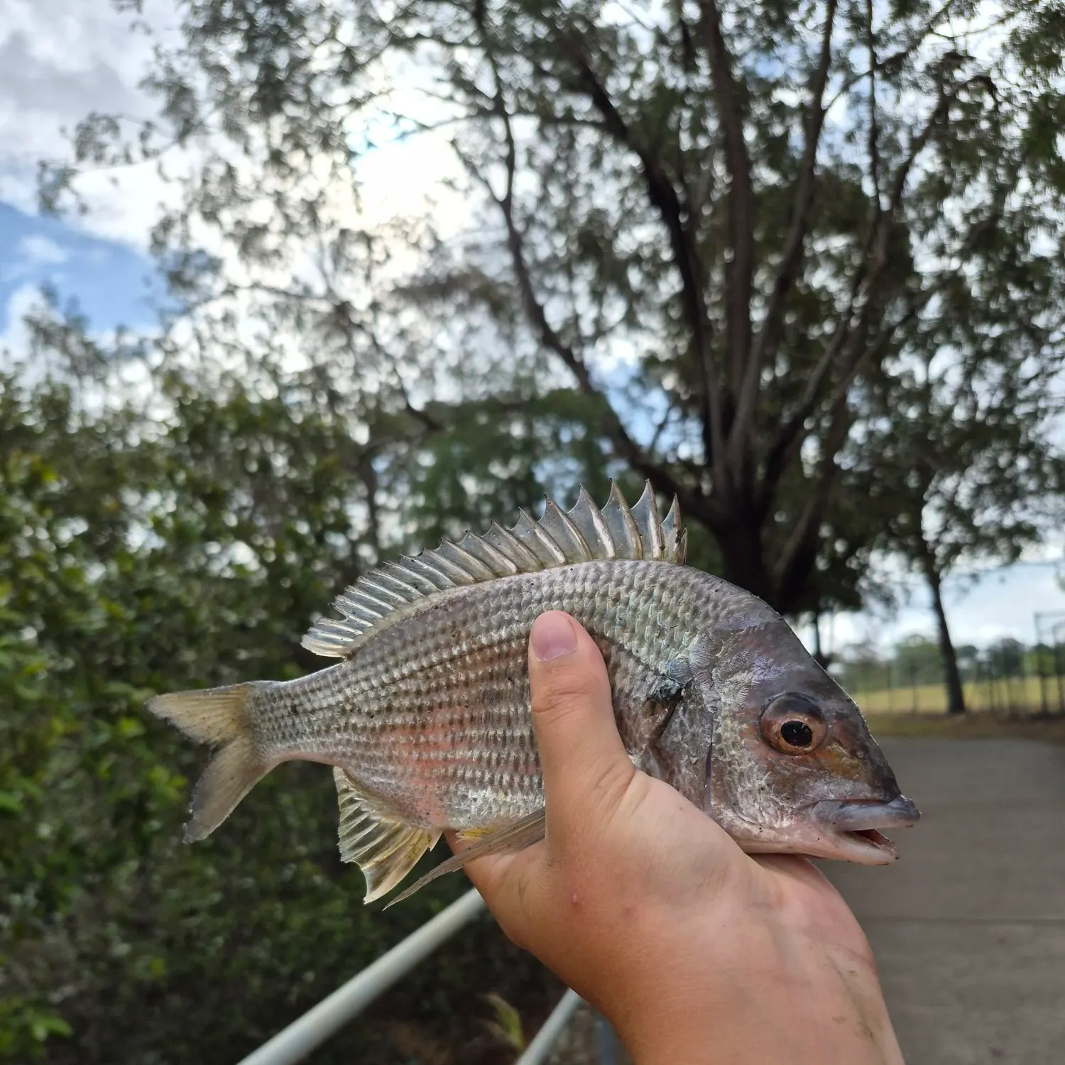 catch