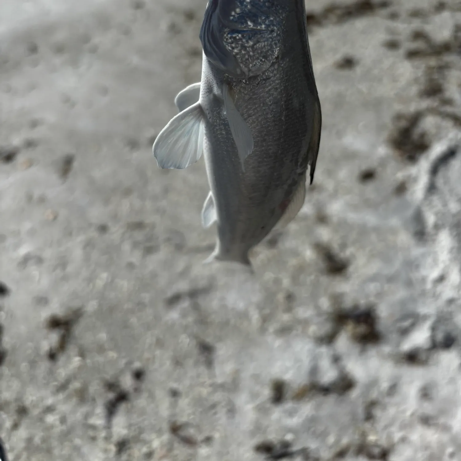 The most recent Gulf kingcroaker catches on Fishbrain