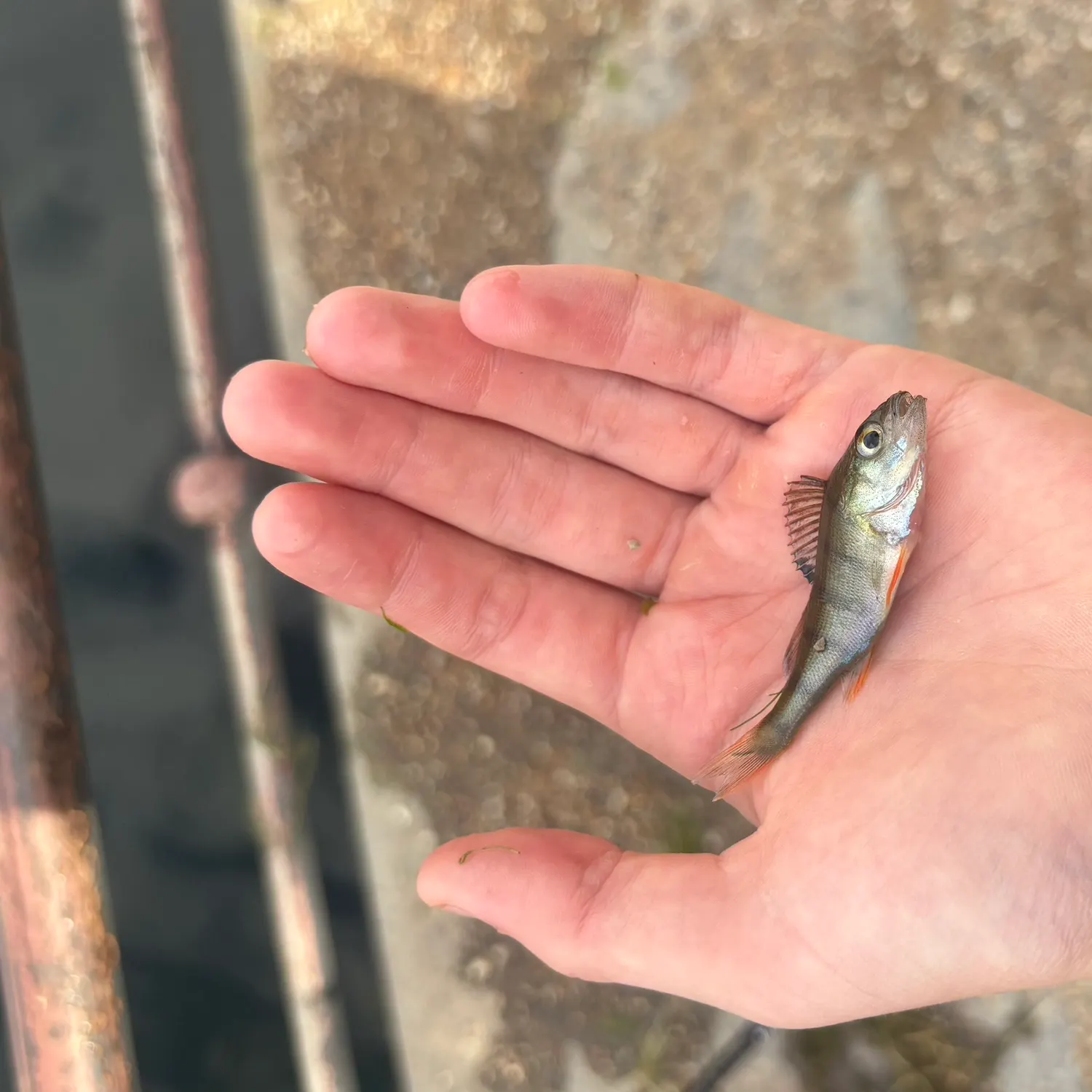 European perch caught on Fishbrain