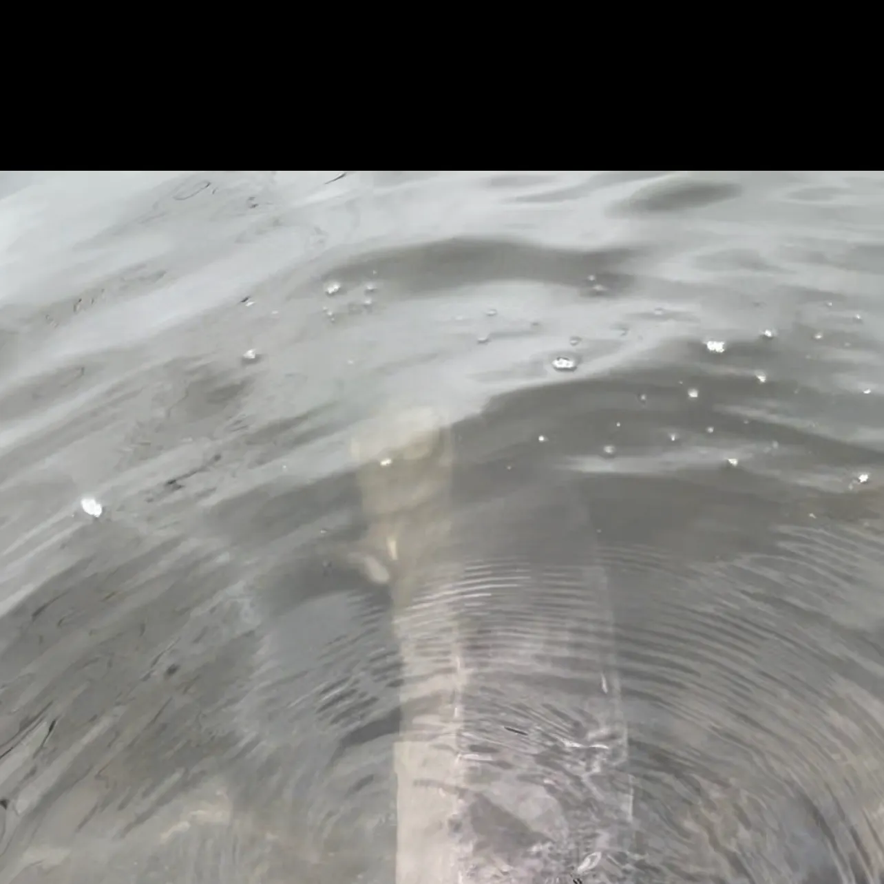 The most recent Lake sturgeon catches on Fishbrain