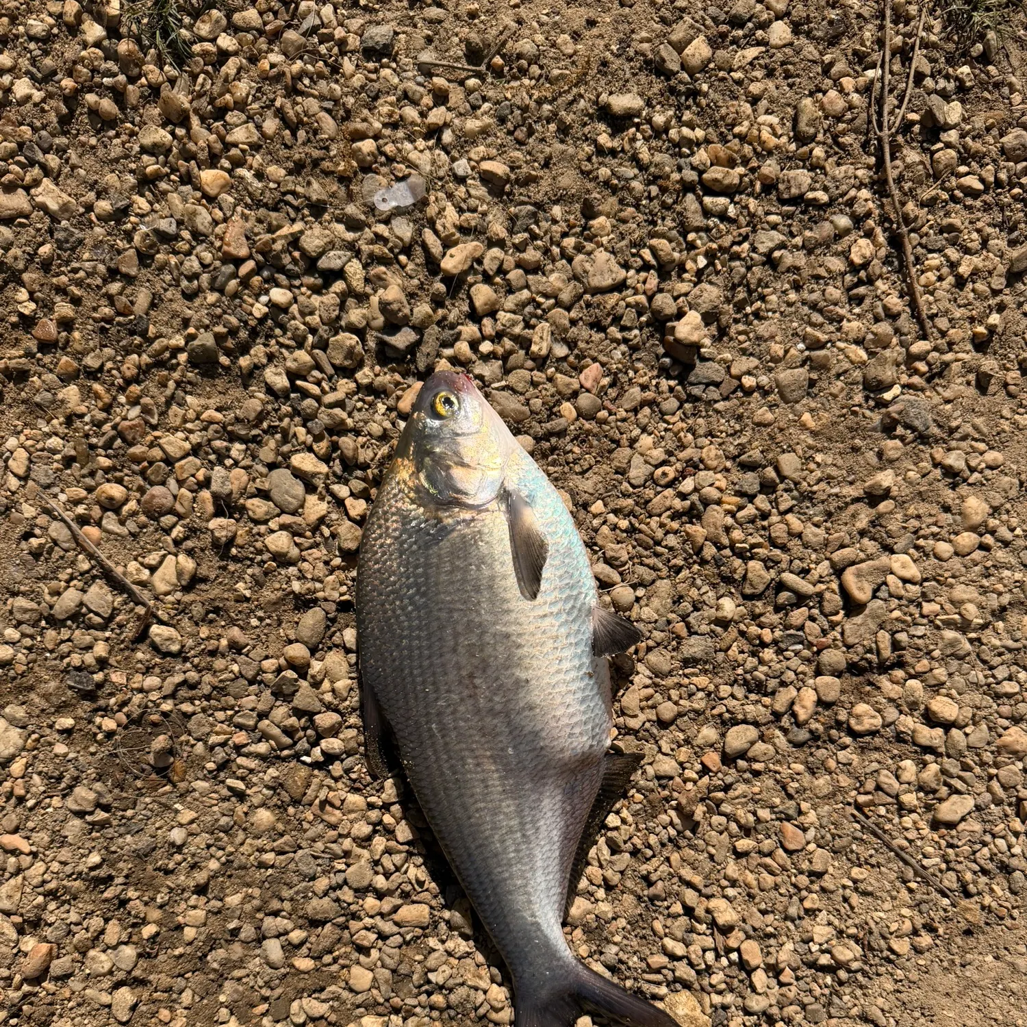 The most recent American gizzard shad catches on Fishbrain