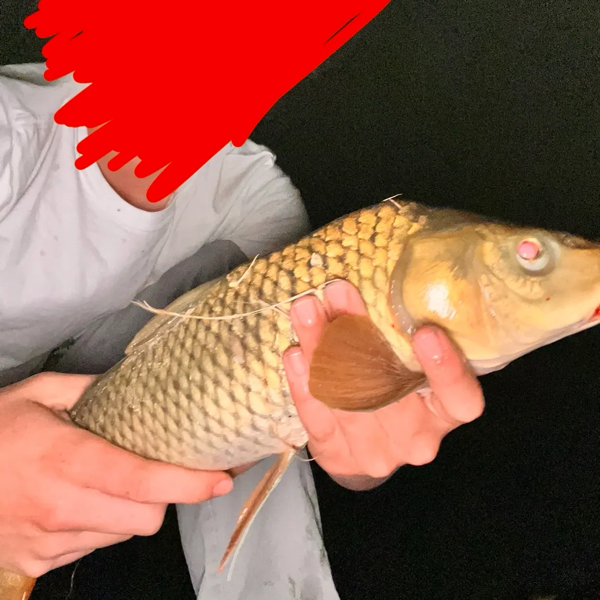 Common carp caught on Fishbrain